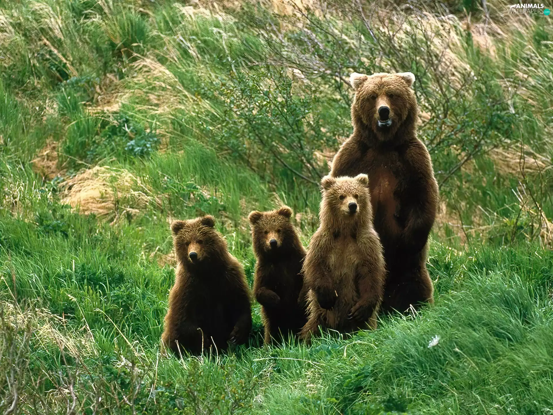 bears, Meadow