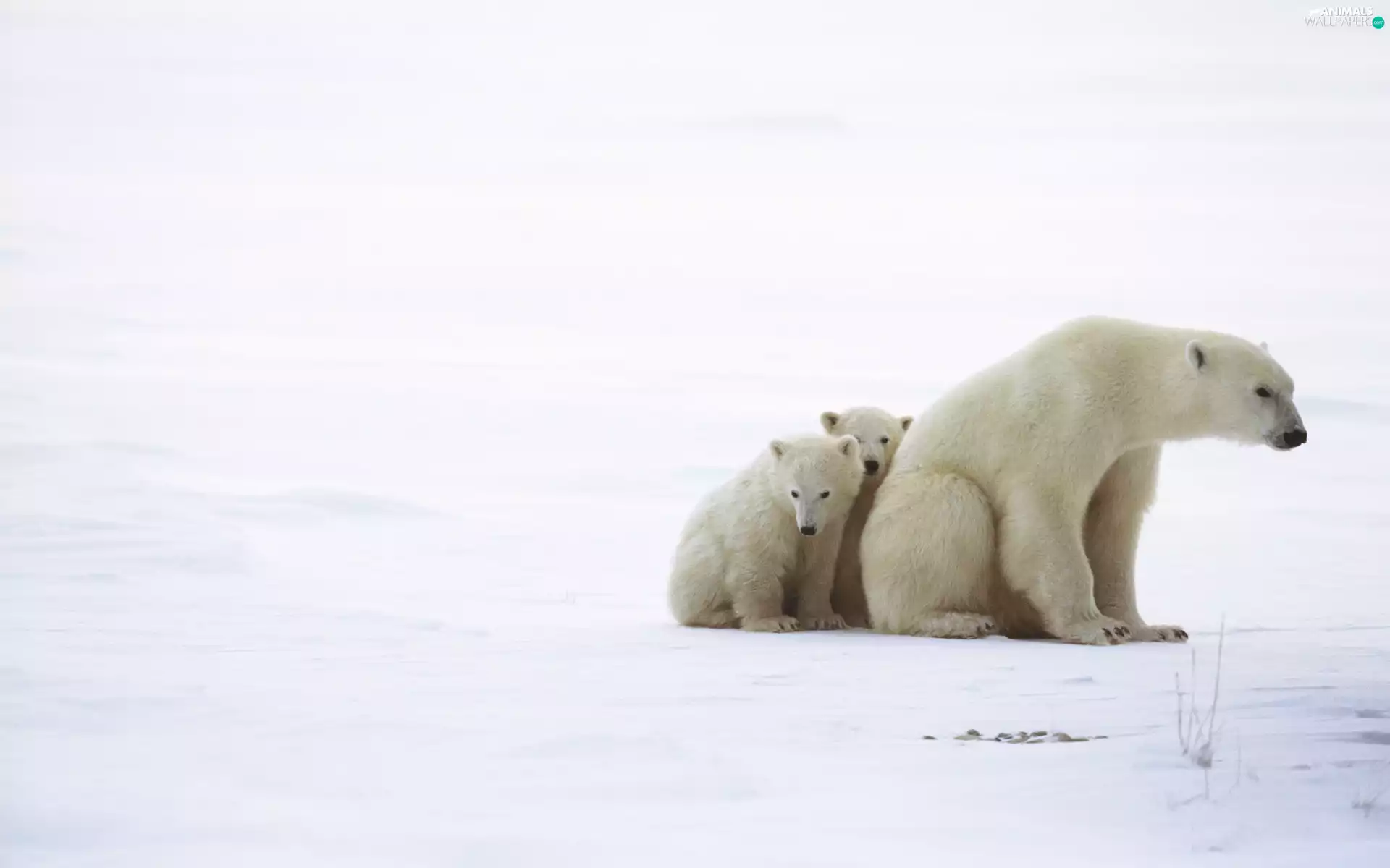 bears, polar