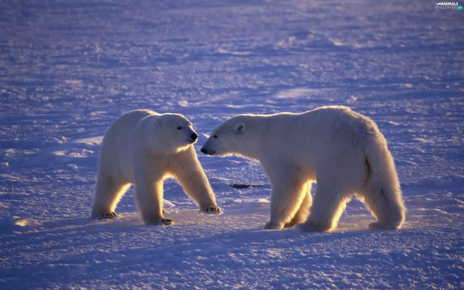 bears, polar