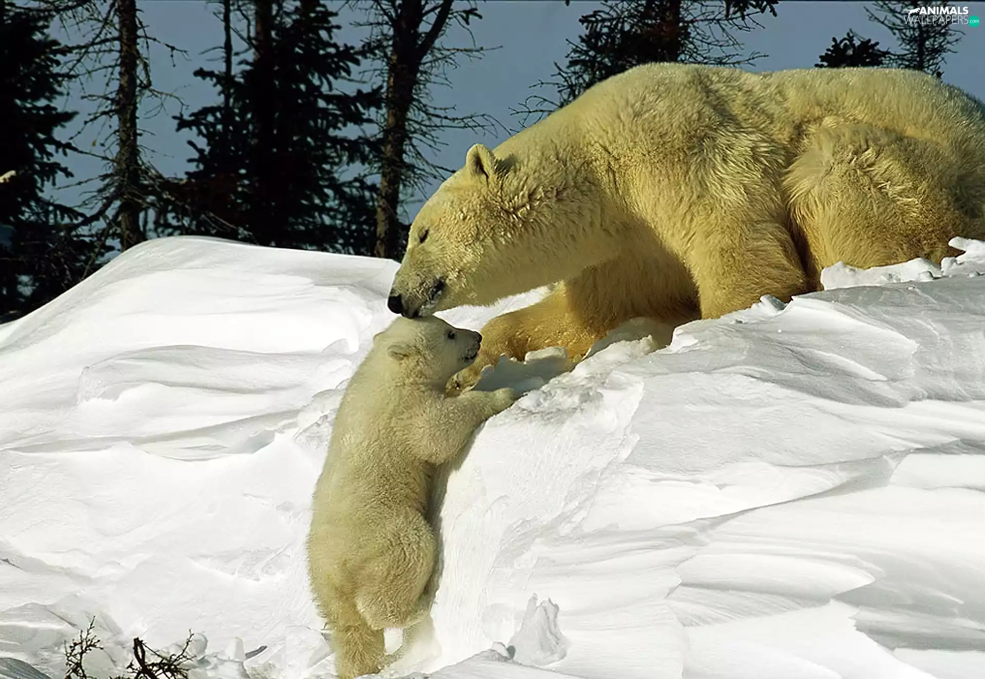 bears, polar