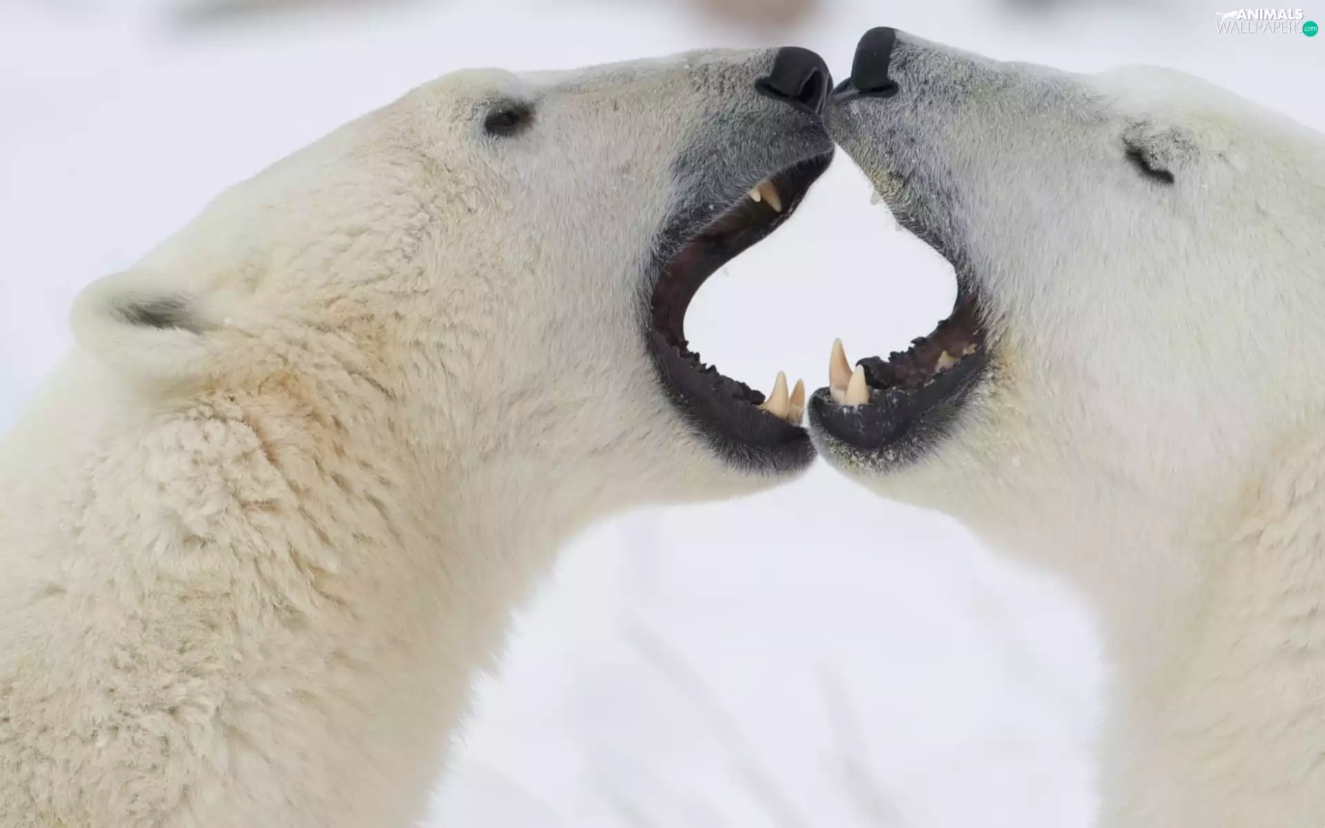 bears, polar