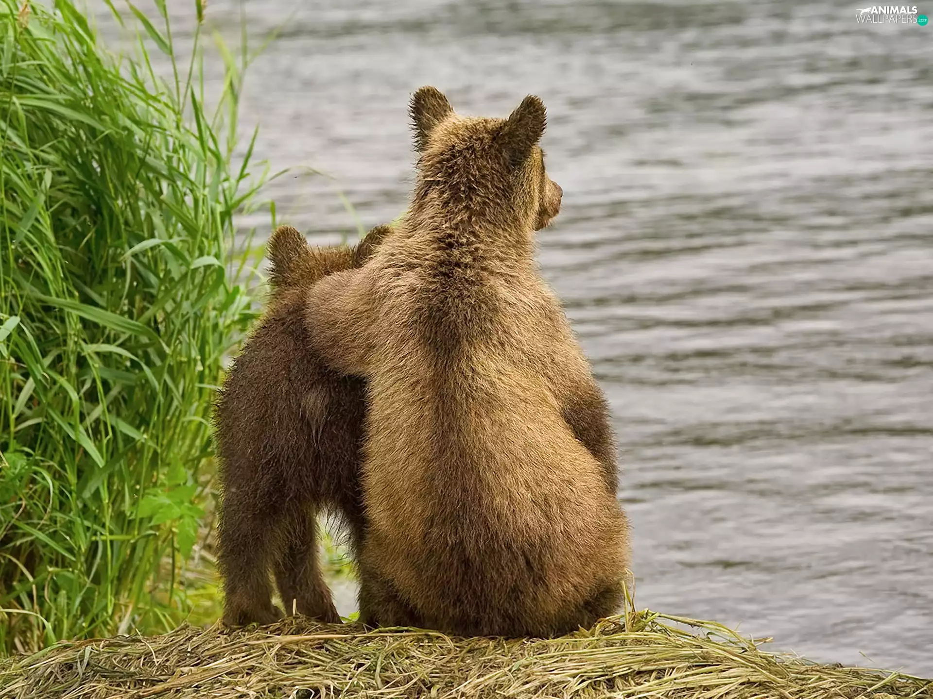 bears, River