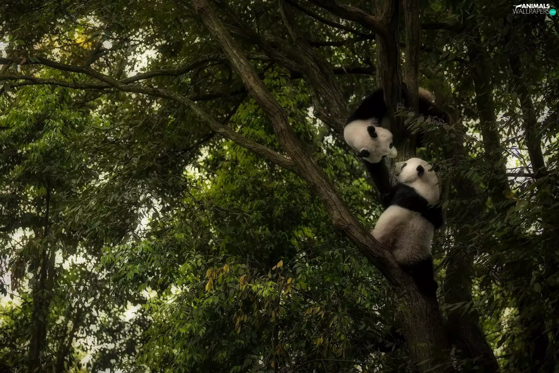 Little bears, trees, Leaf, pandas