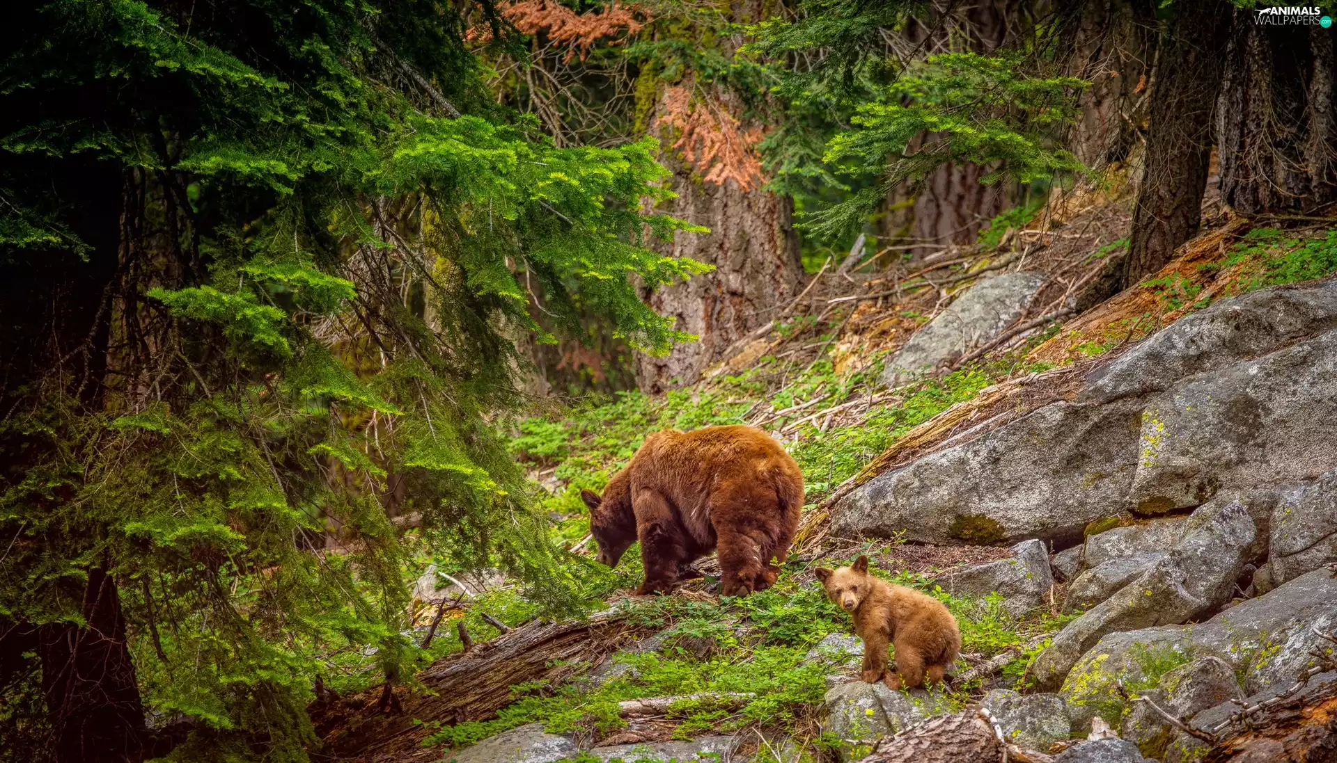 viewes, forest, Stones, bears, rocks, trees