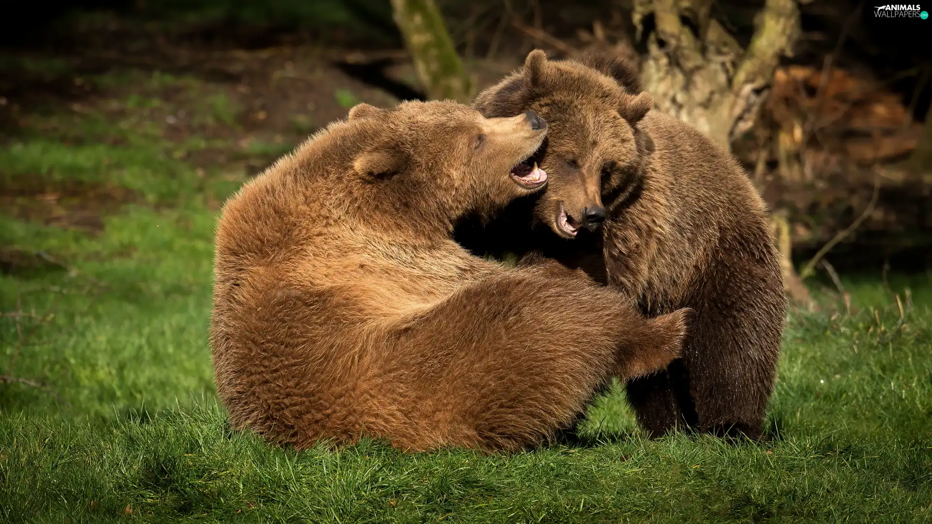 Two cars, Brown Bears