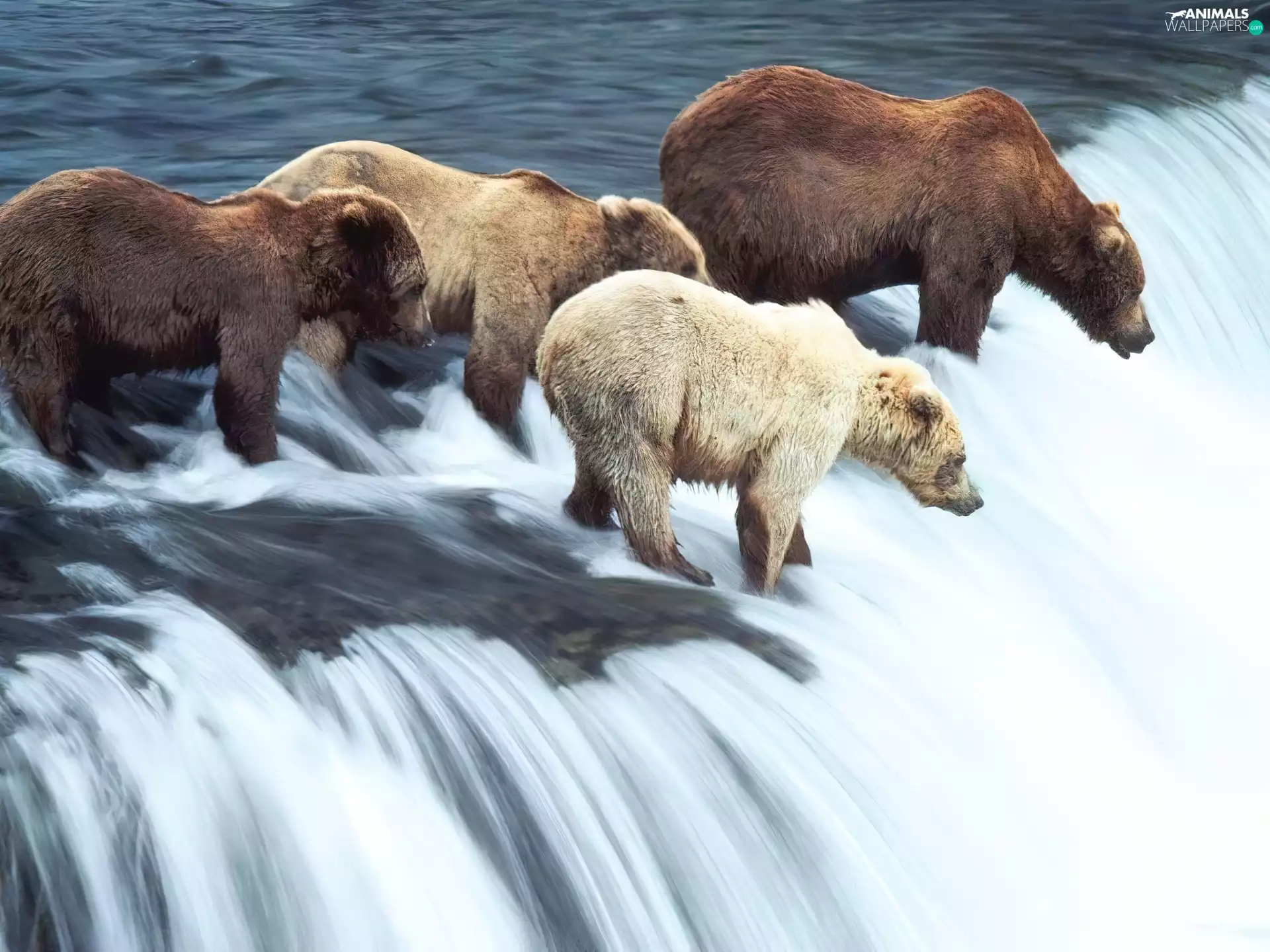 bears, waterfall