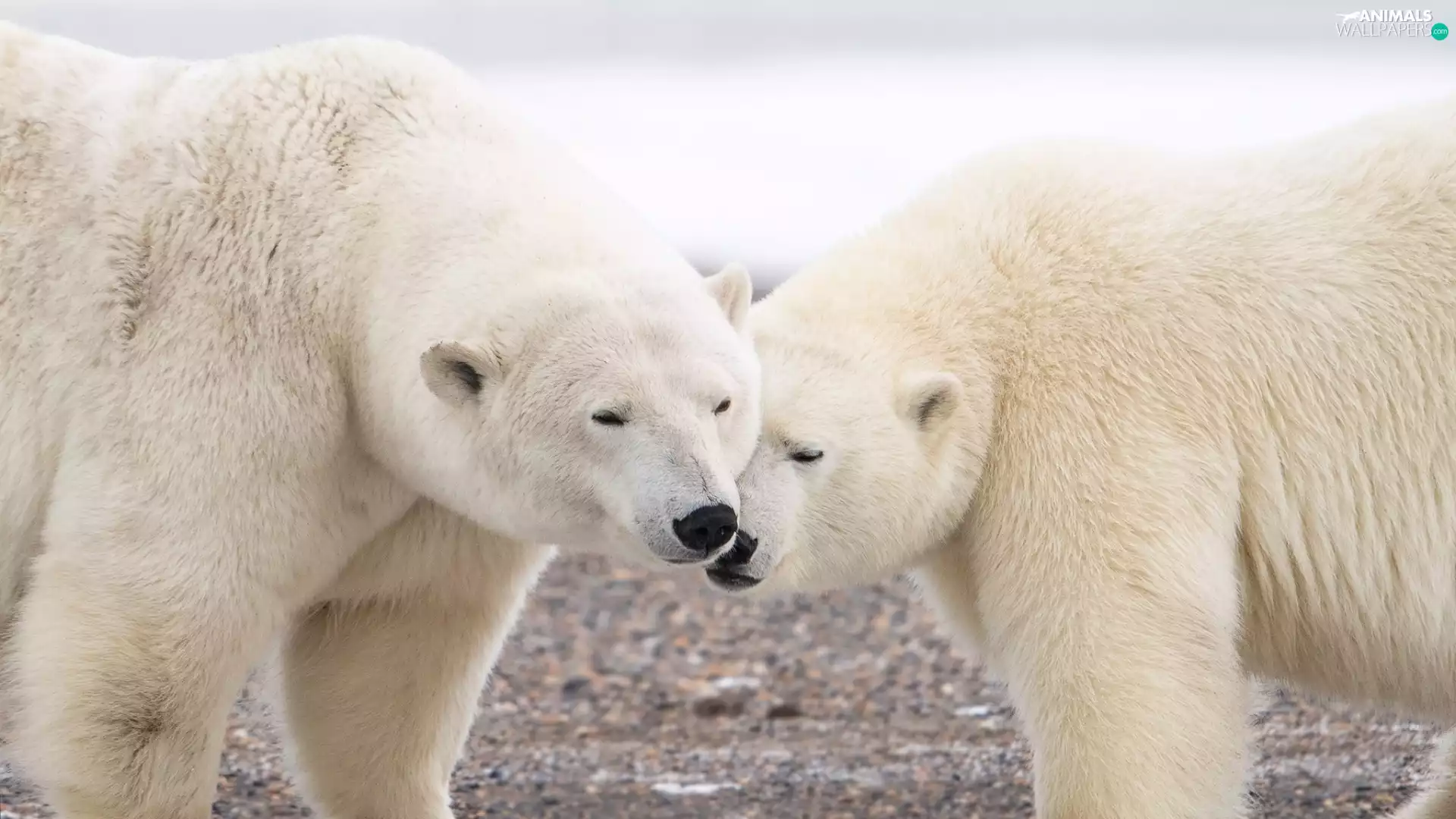bears, polar, White
