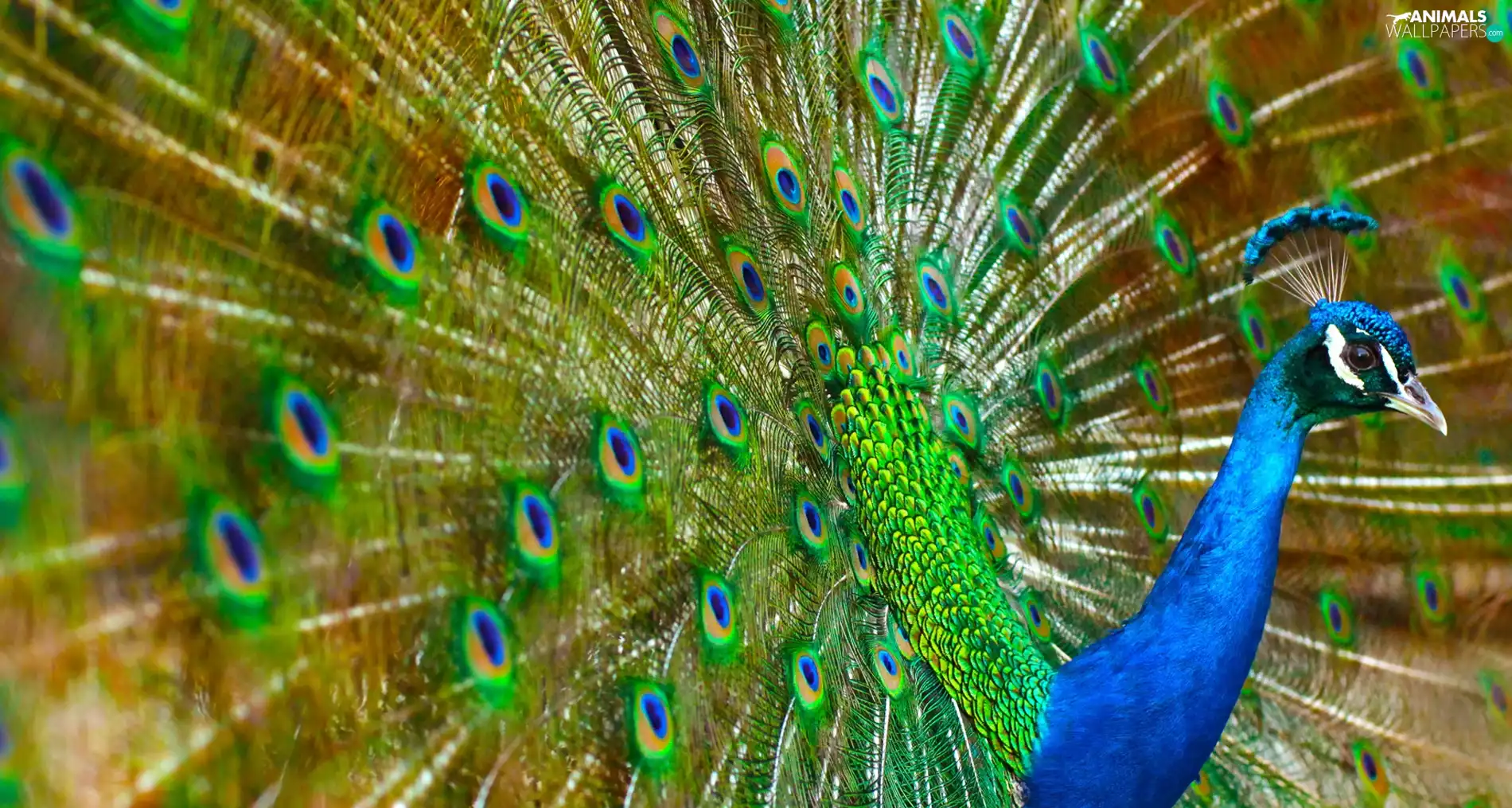 Beatyfull, peacock