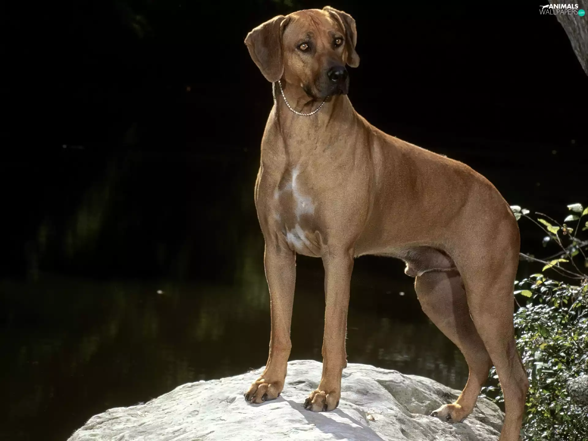 Beatyfull, Rhodesian ridgeback