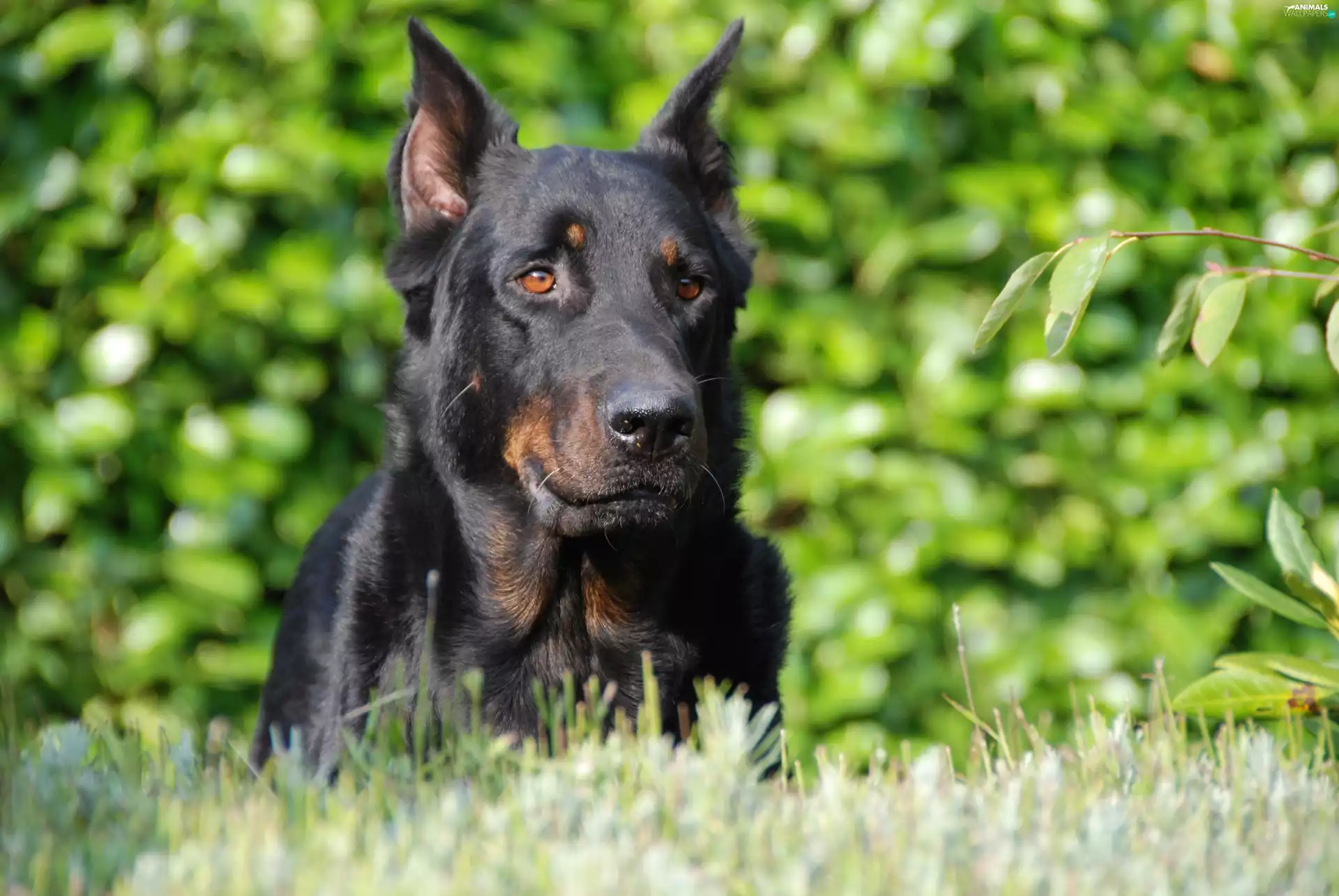 Head, Shepherd French Beauceron