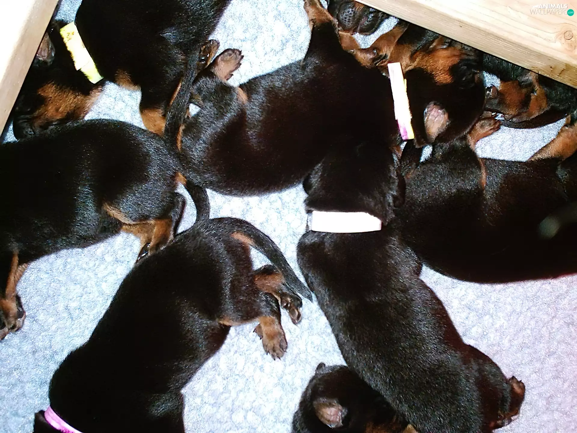 puppies, Shepherd French Beauceron