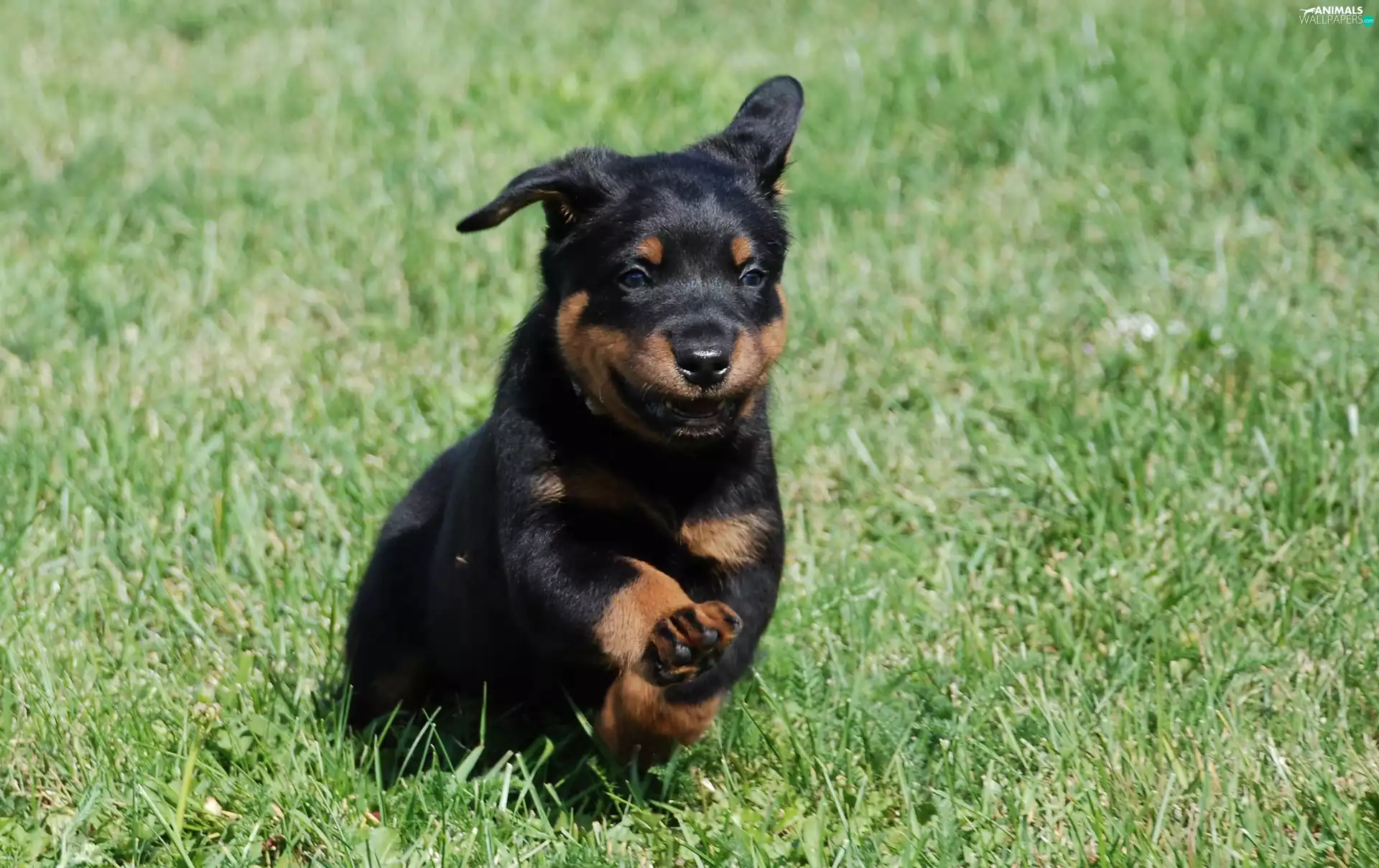 running, Shepherd French Beauceron