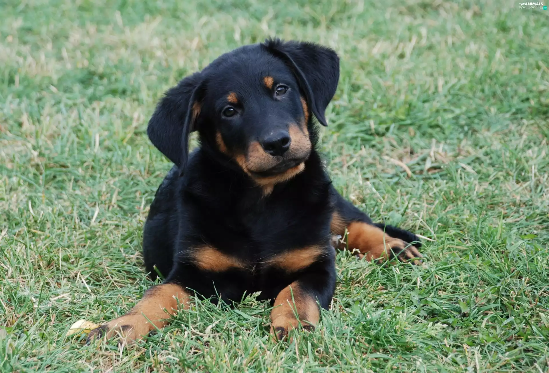 young, Shepherd French Beauceron