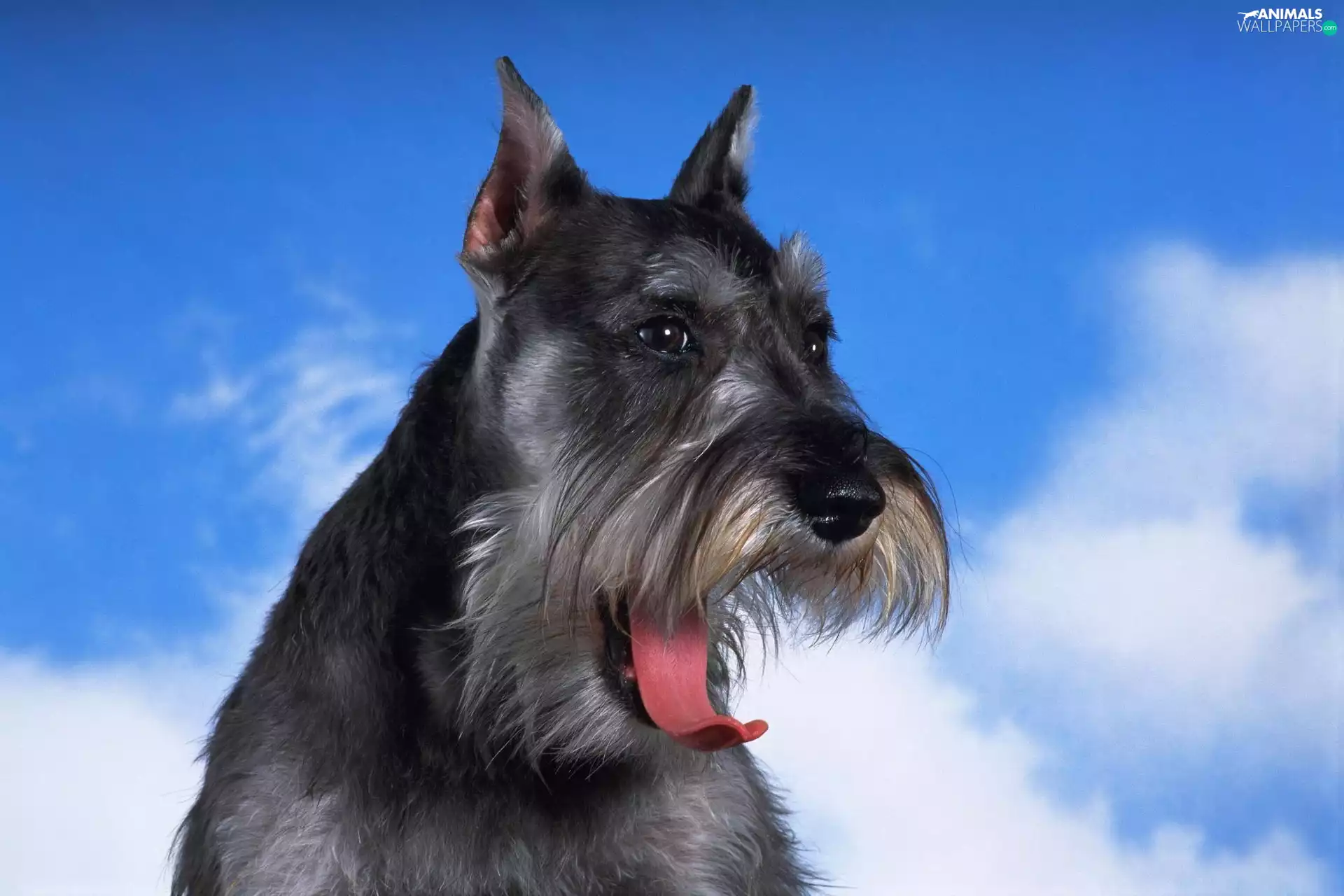 beautiful, Schnauzer