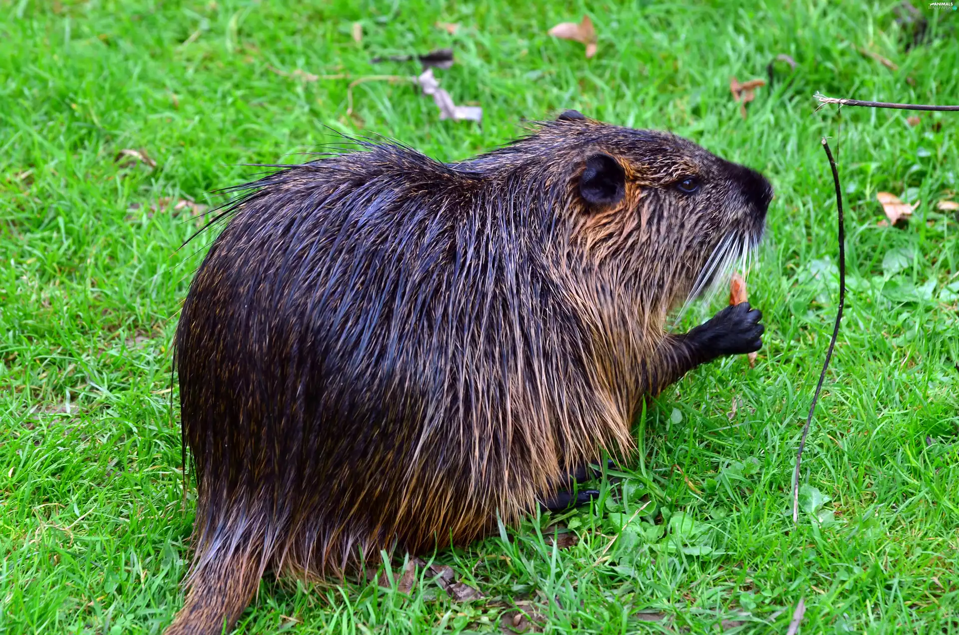 Beaver, Meadow