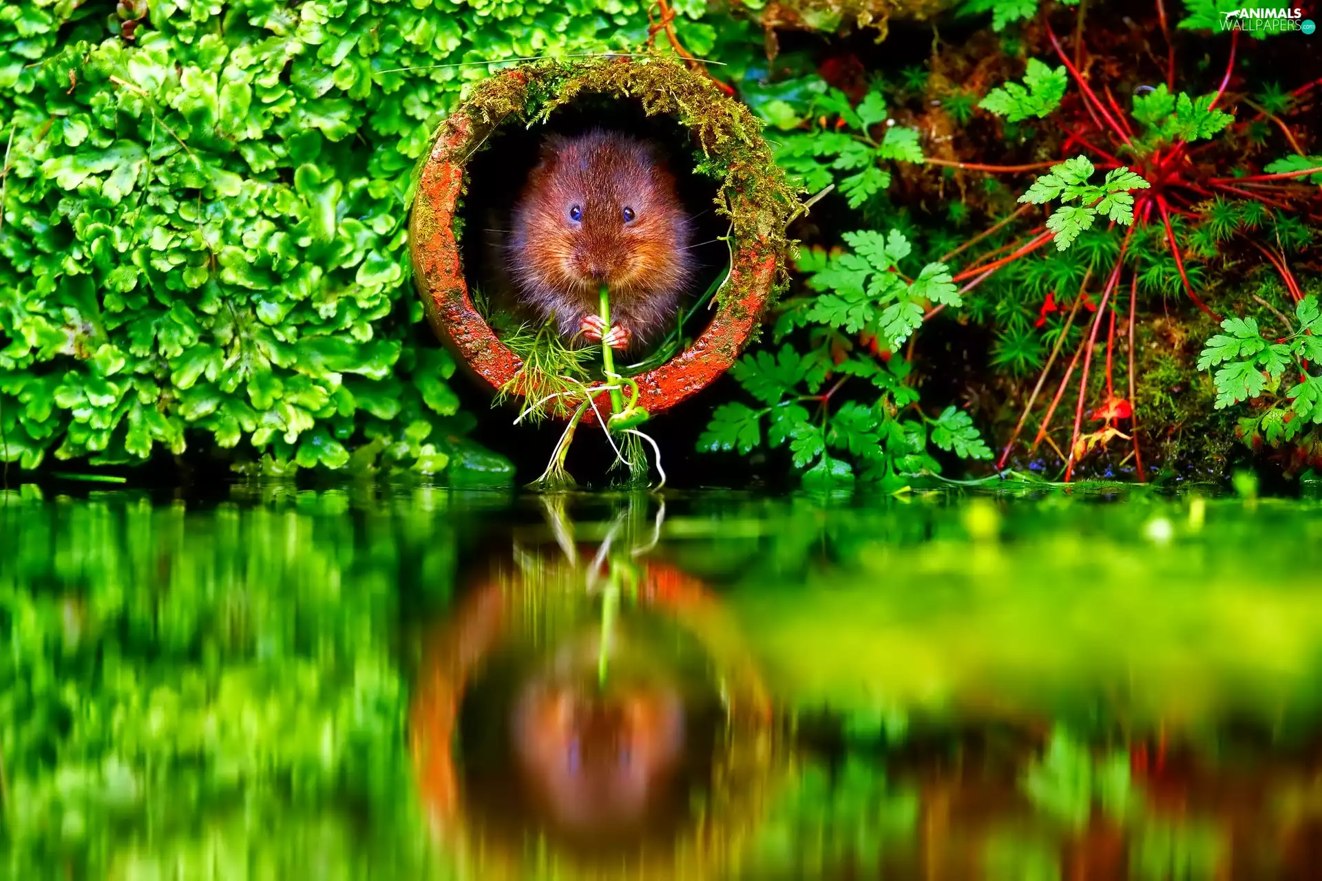 small, Beaver, water, reflection, tube