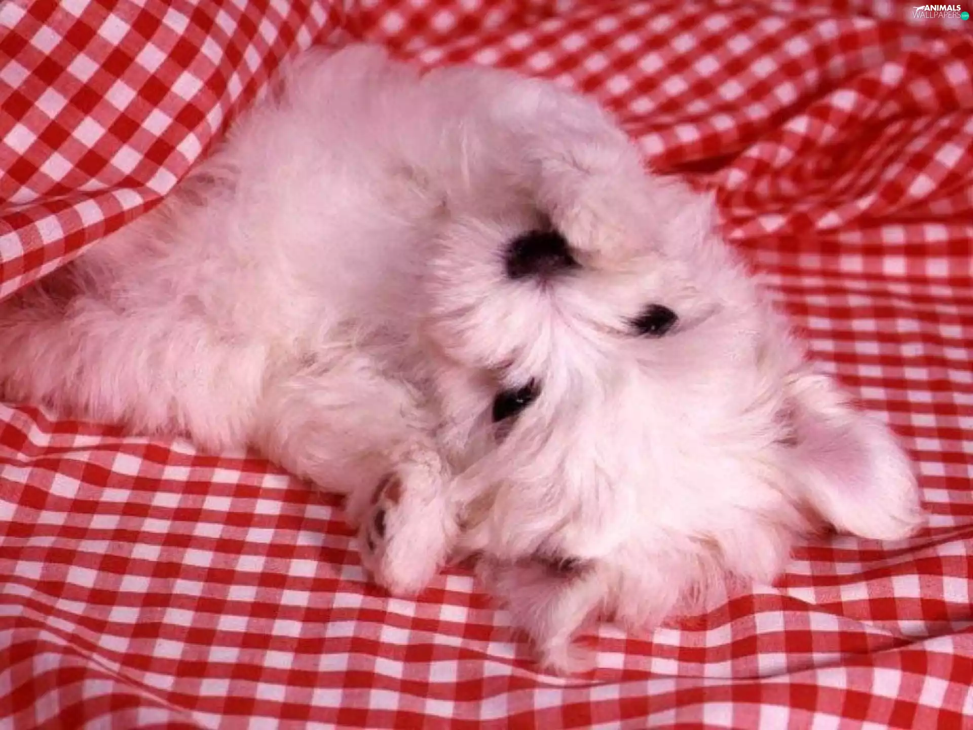 Bedding, White, Puppy