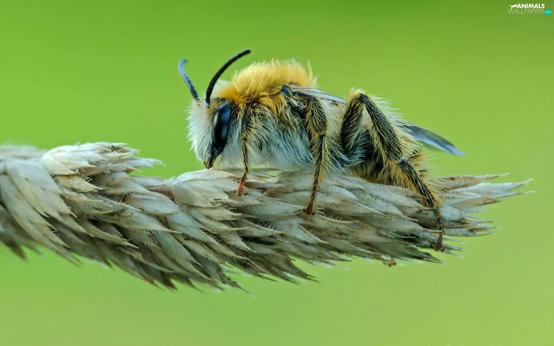 bee