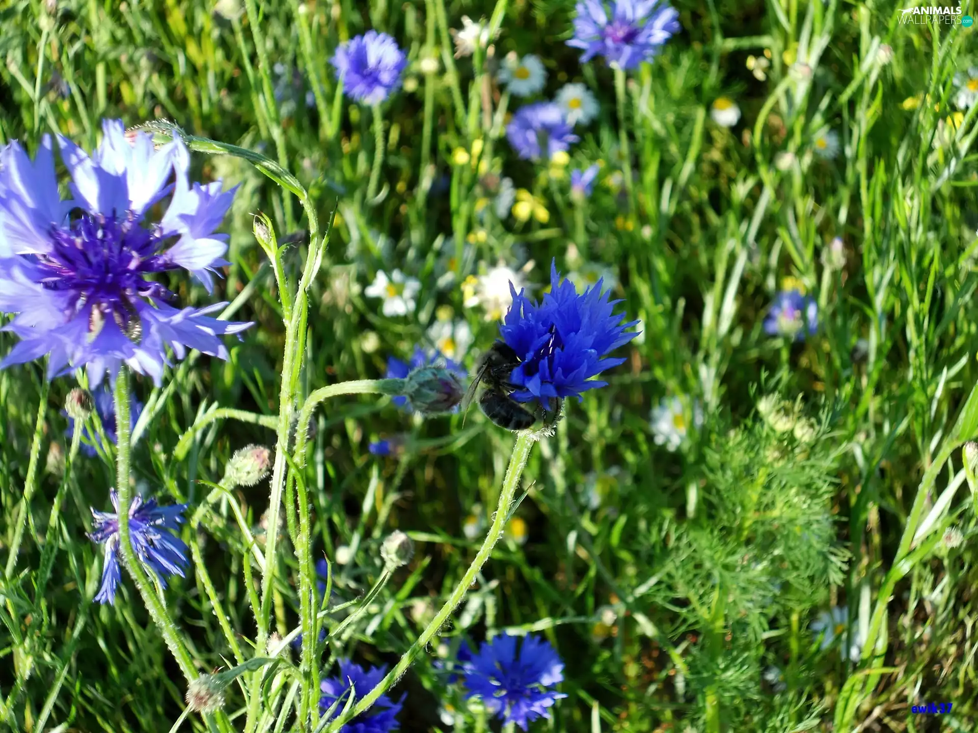 bee, Meadow, cornflowers
