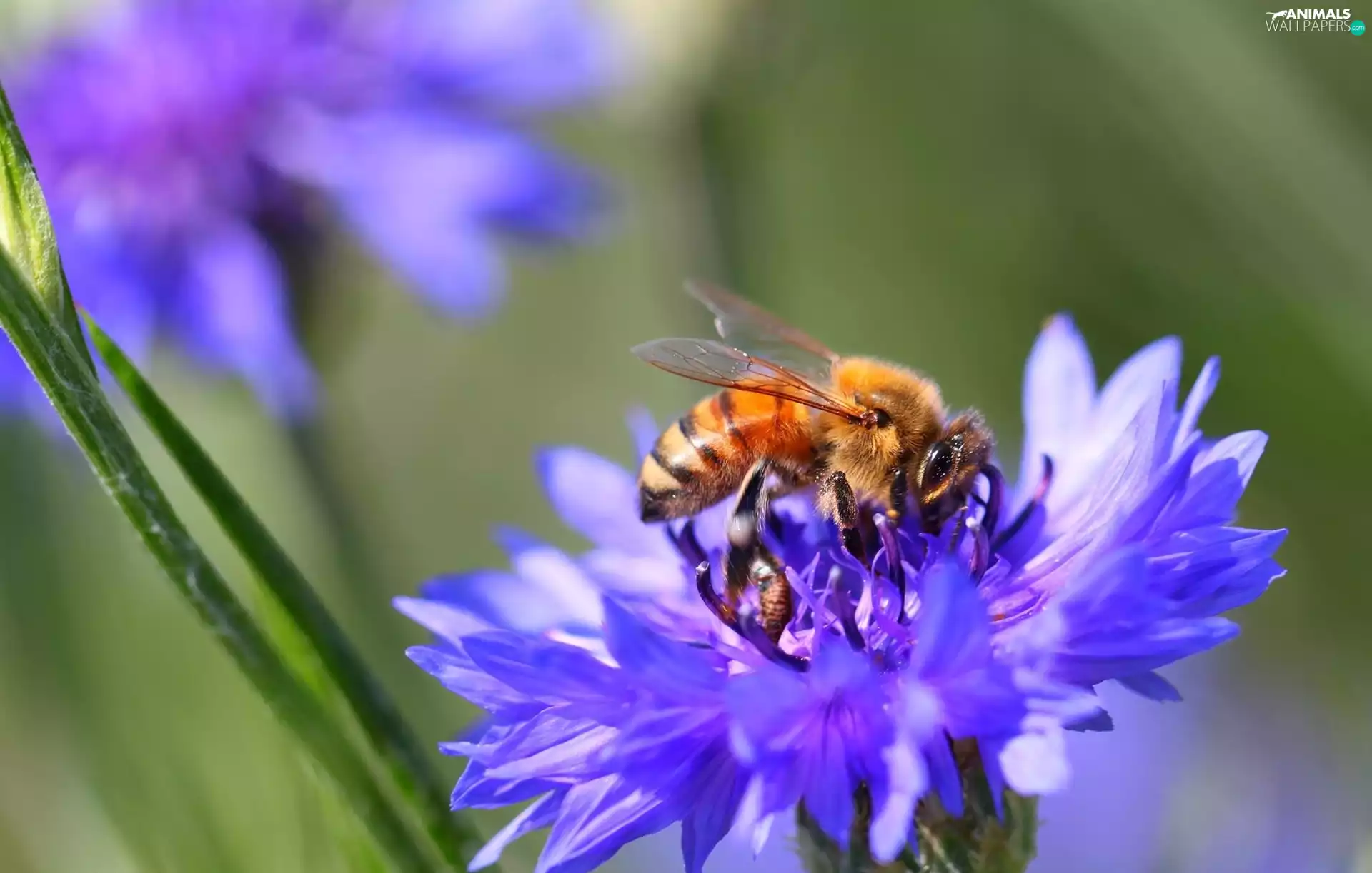 bee, cornflowers