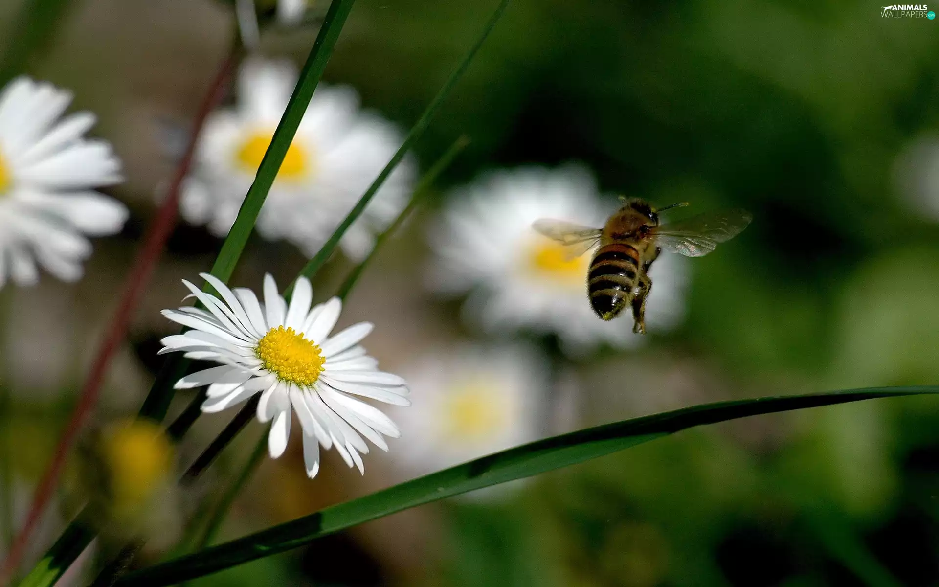 bee, daisies