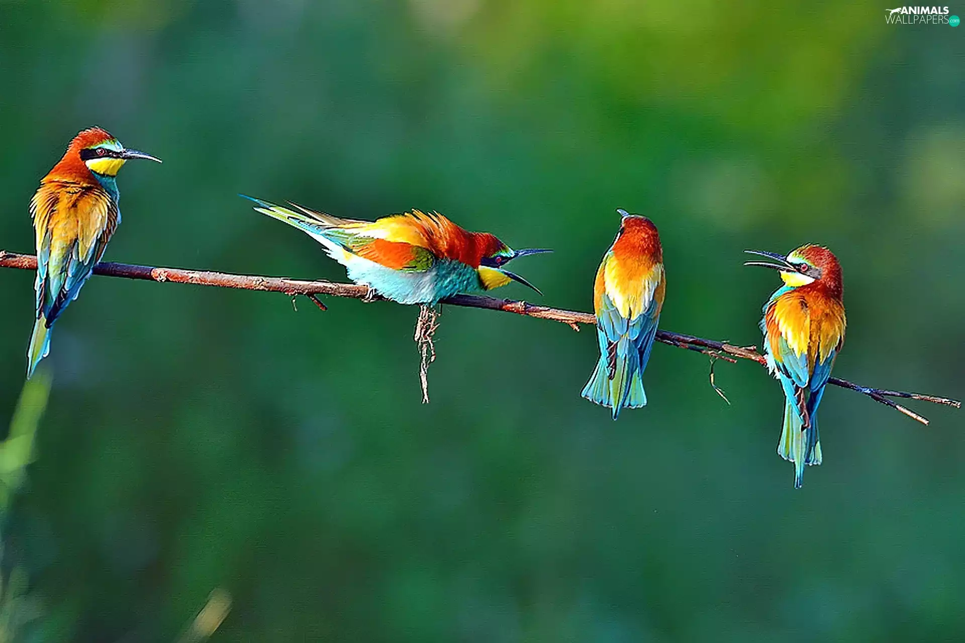 bee-eater