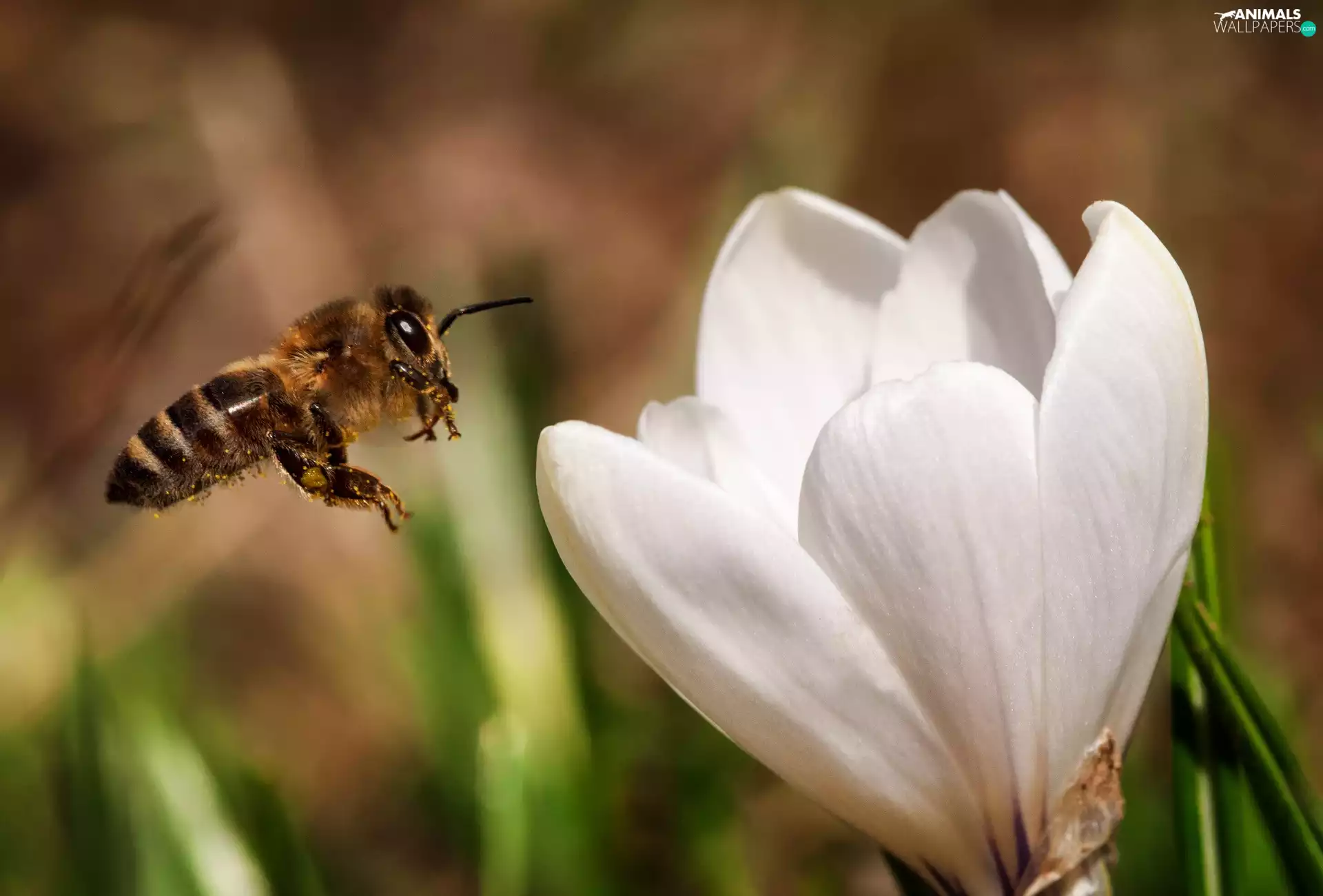 bee, Colourfull Flowers