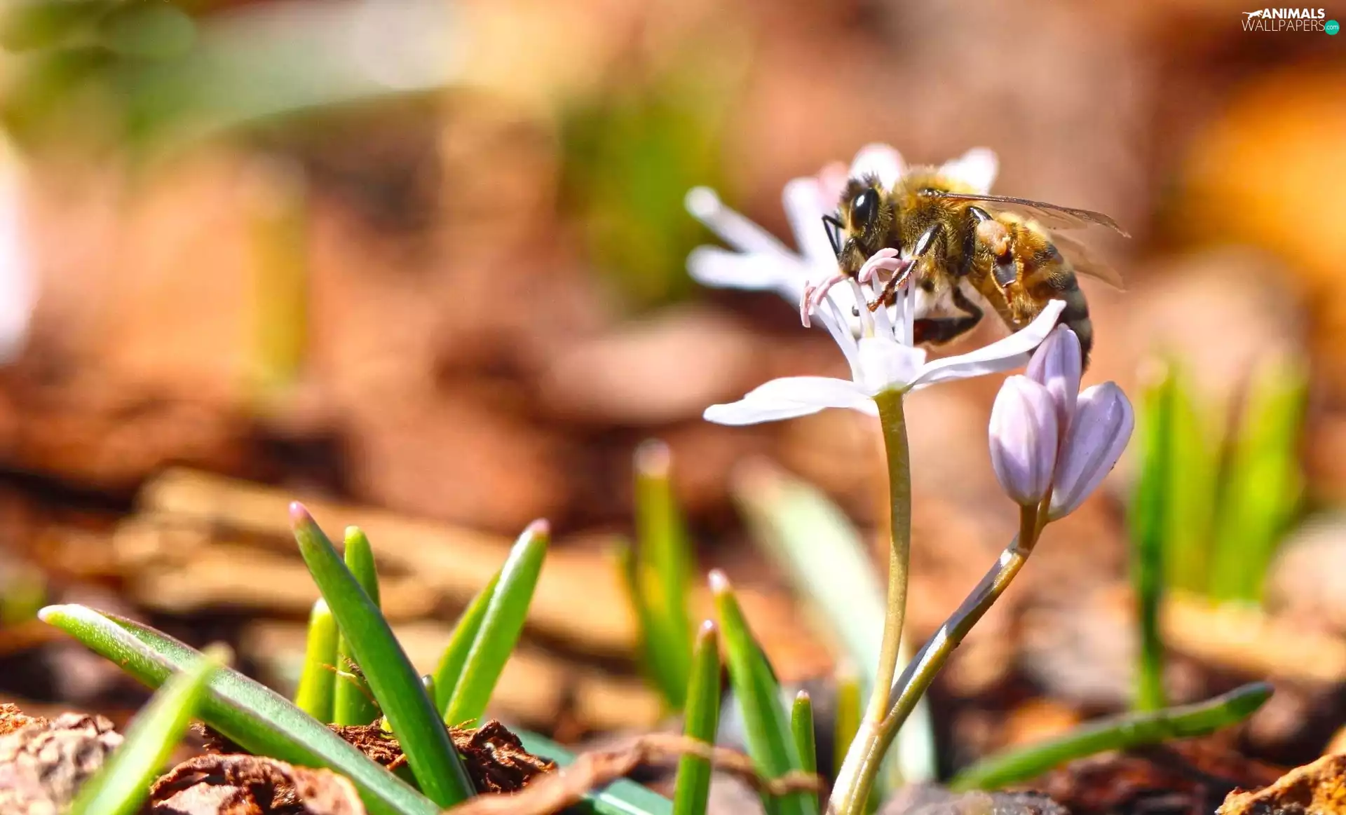 bee, Colourfull Flowers