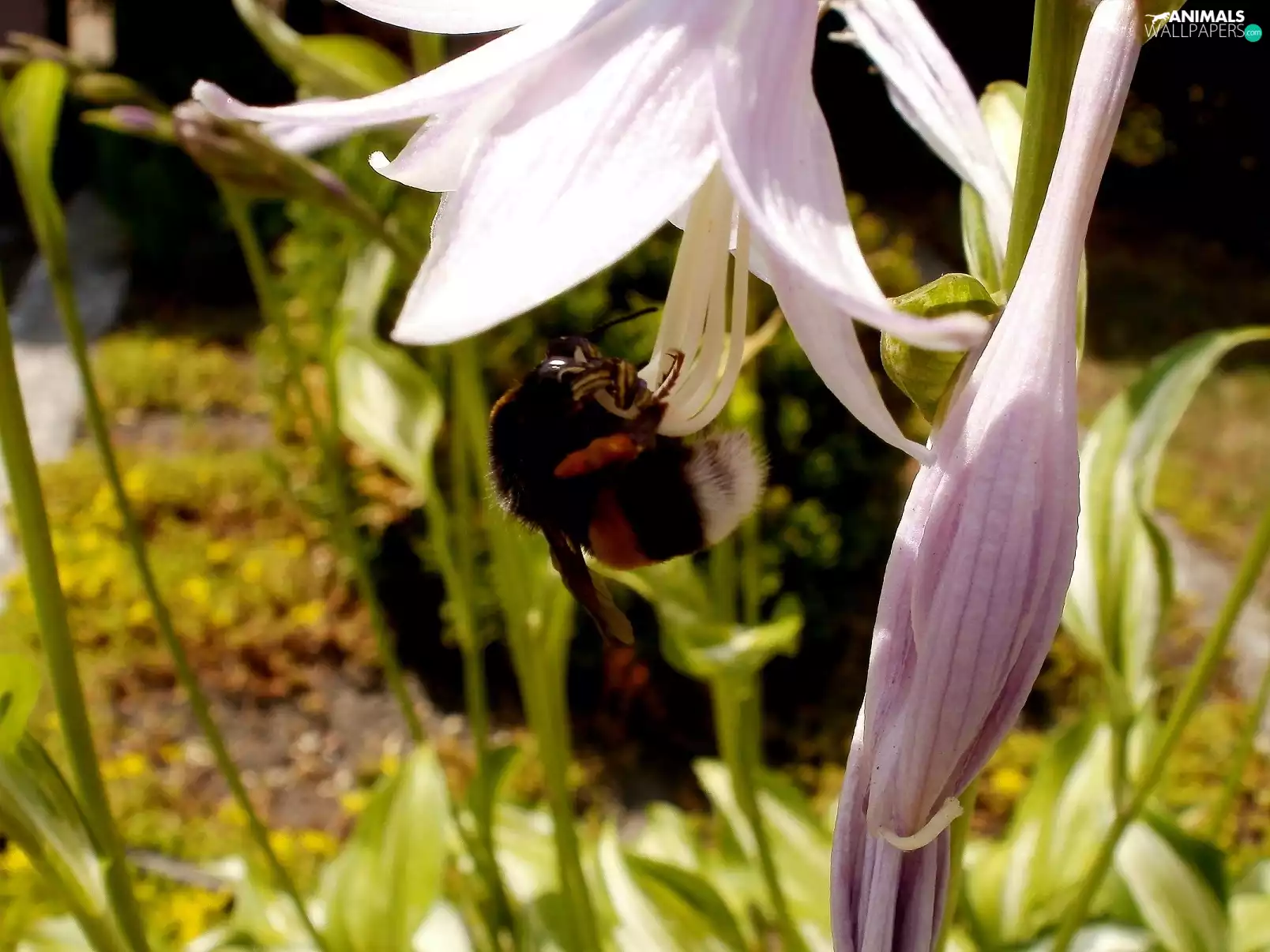 bee, Colourfull Flowers