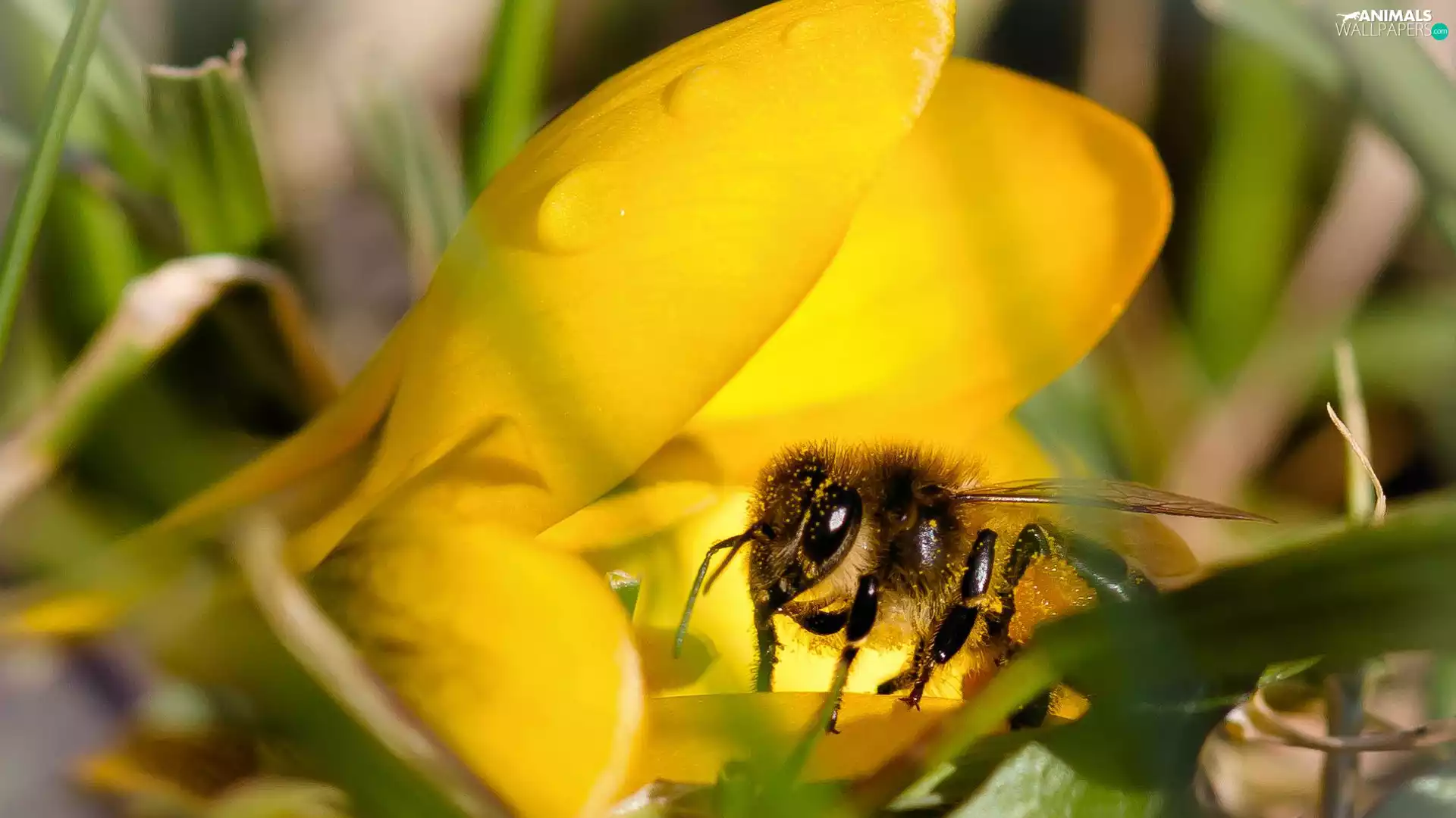bee, Colourfull Flowers