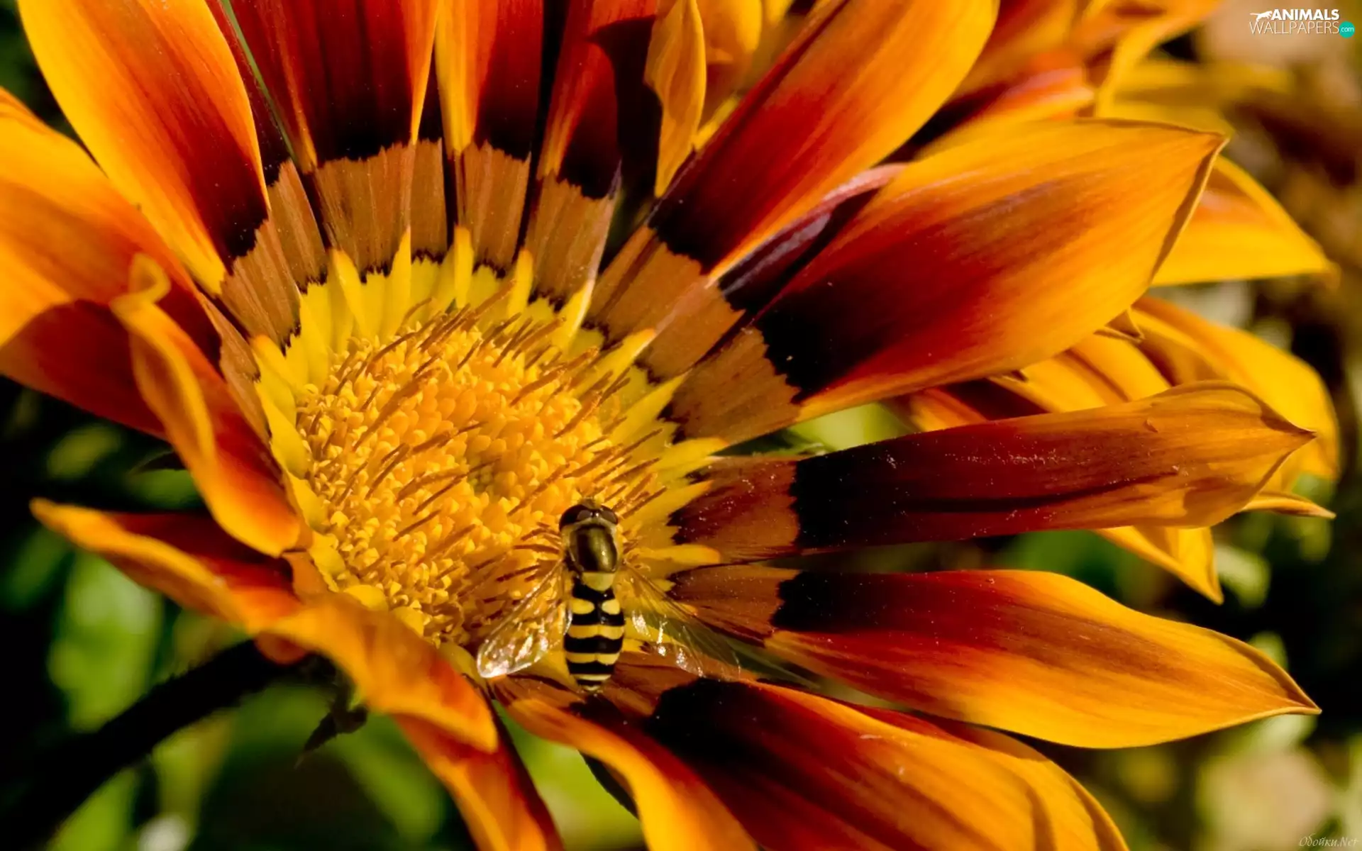 bee, Flower, Gazania