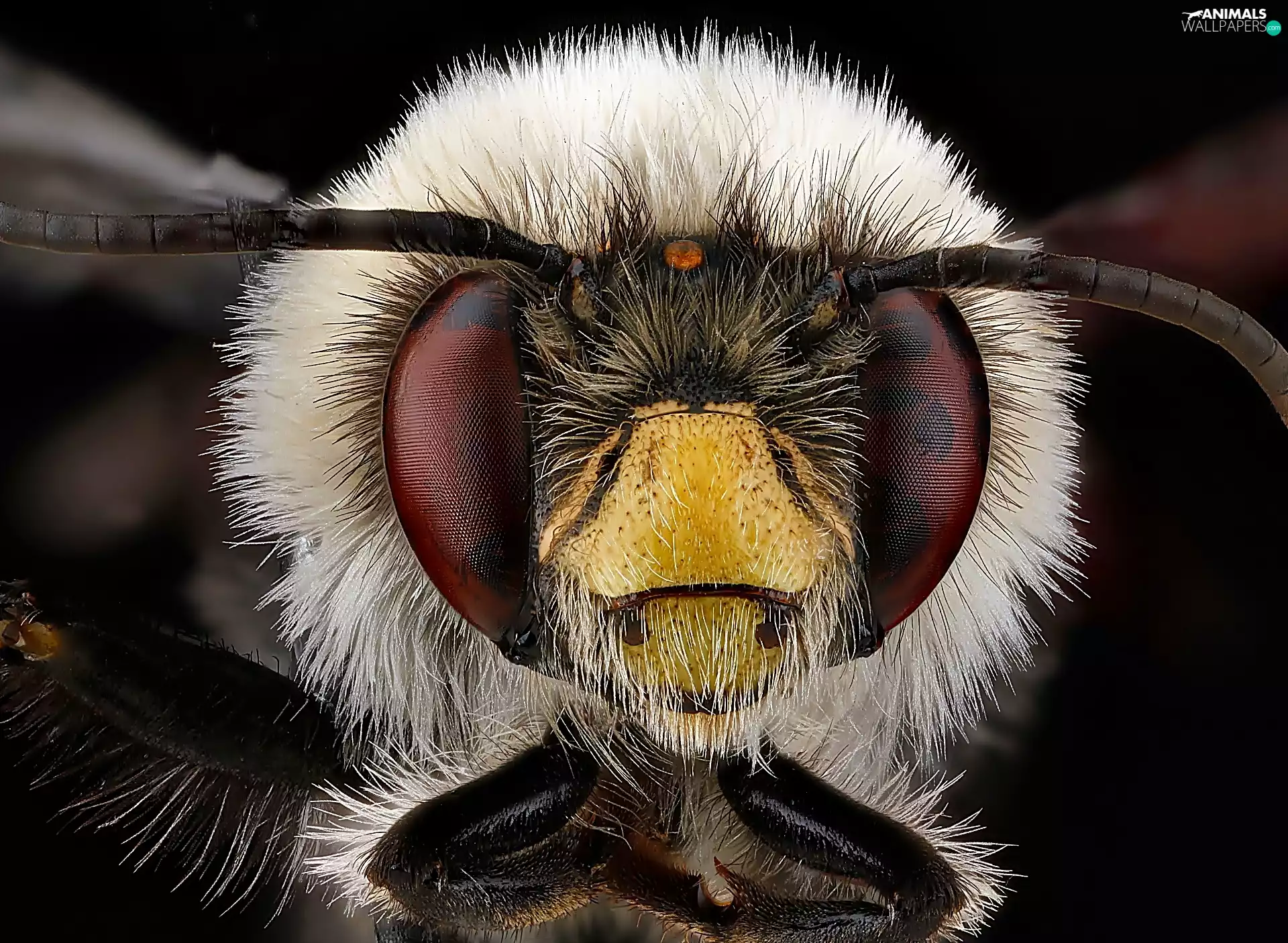Insect, Head, Close, bee