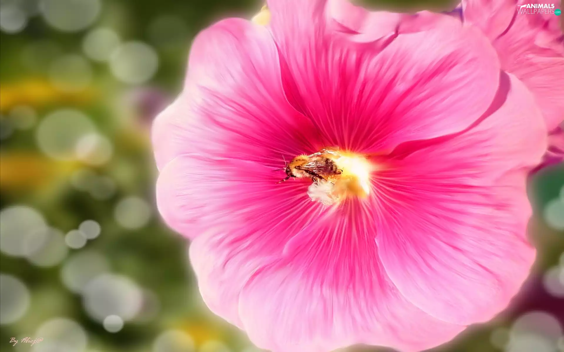 bee, Pink, mallow