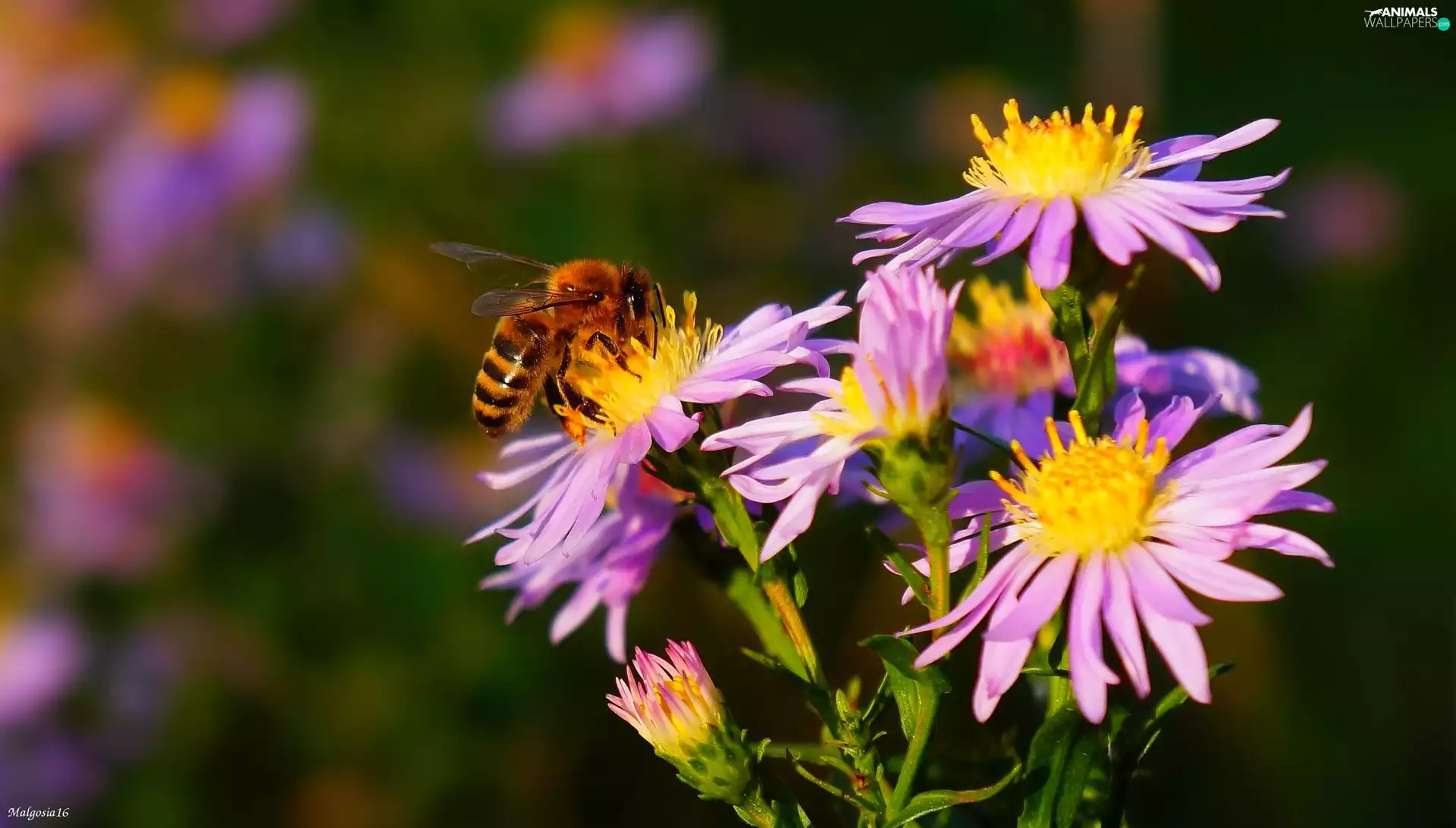 Aster, bee, purple, Autumn, Flowers