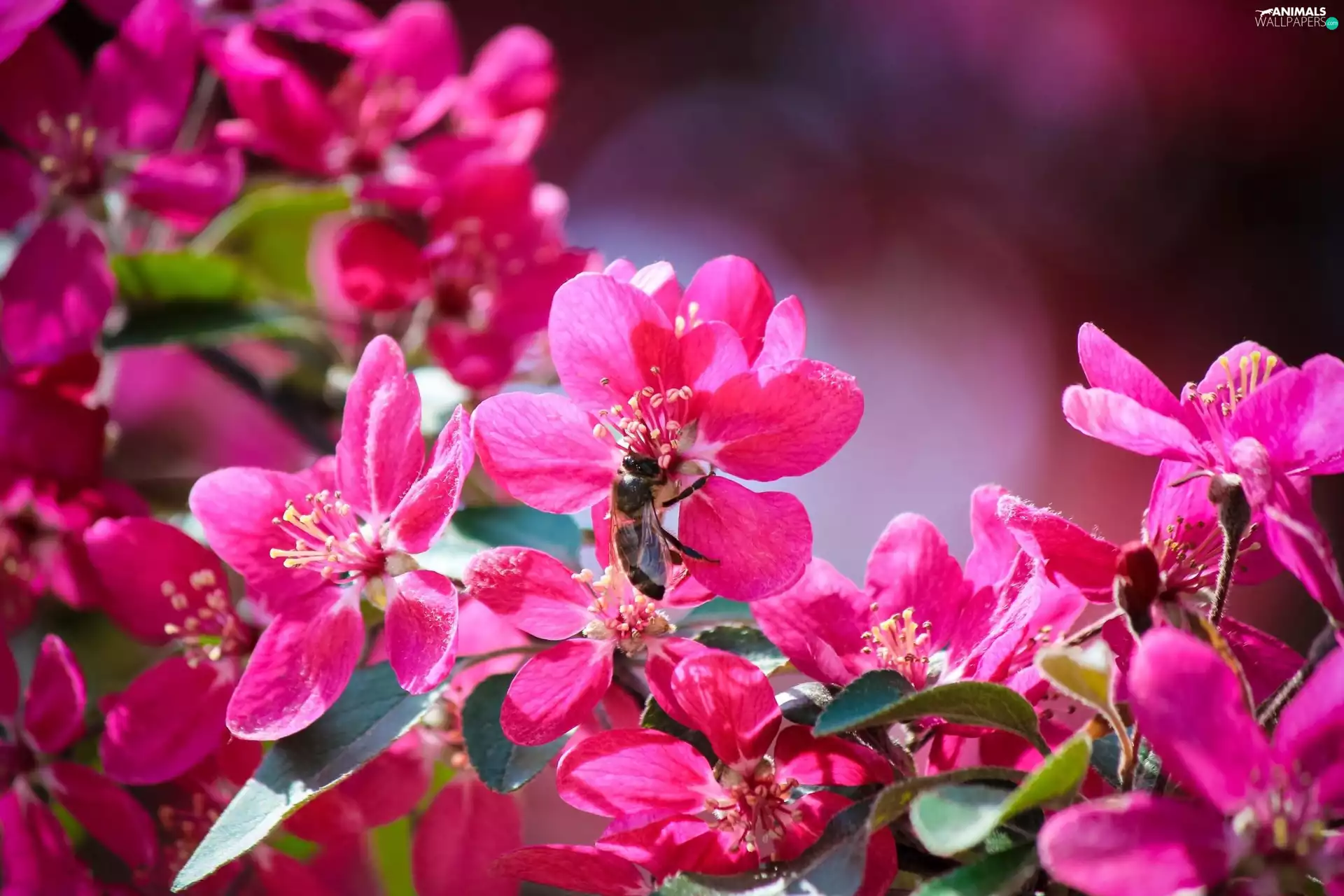 bee, flourishing, trees