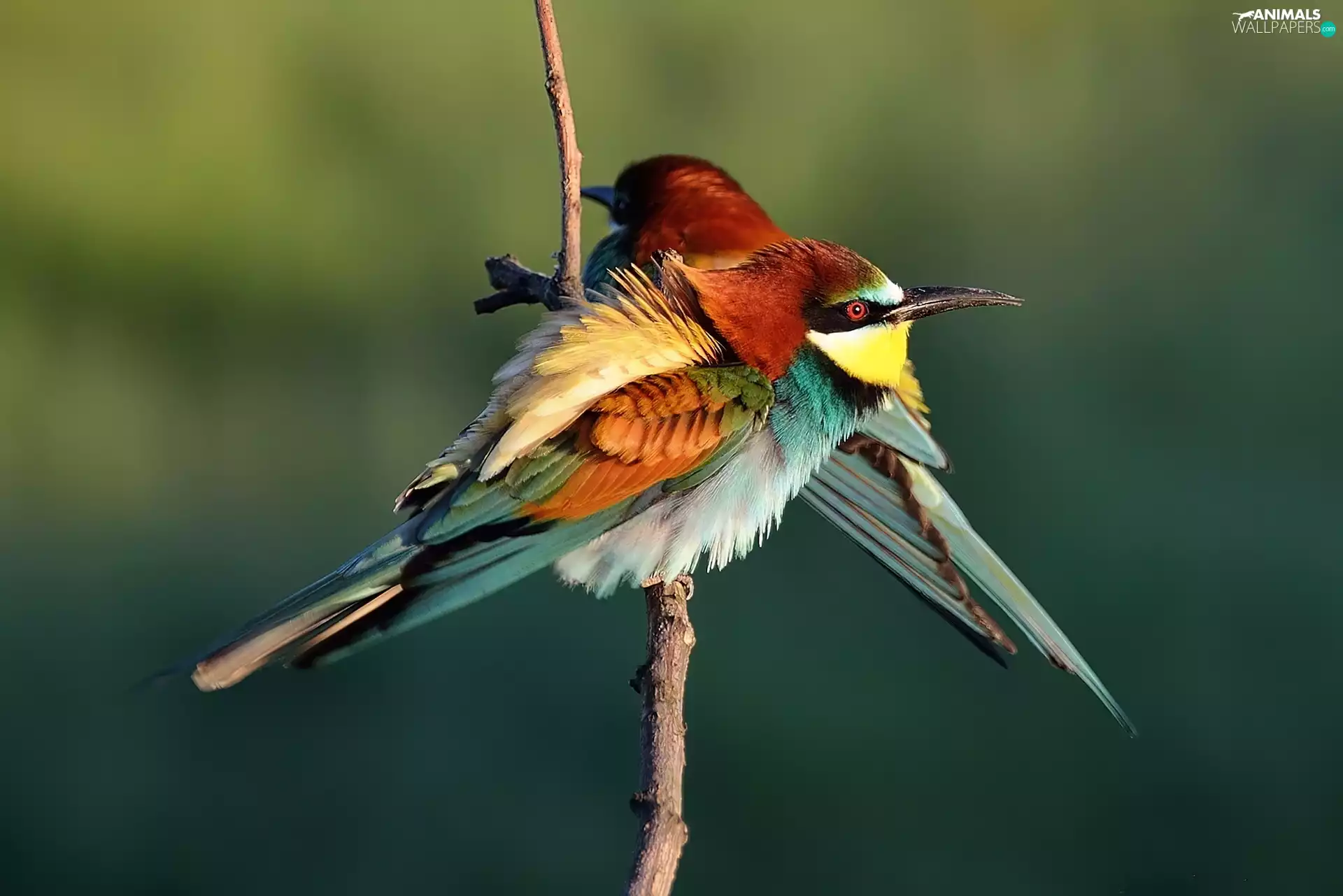 Bee-eaters, twig