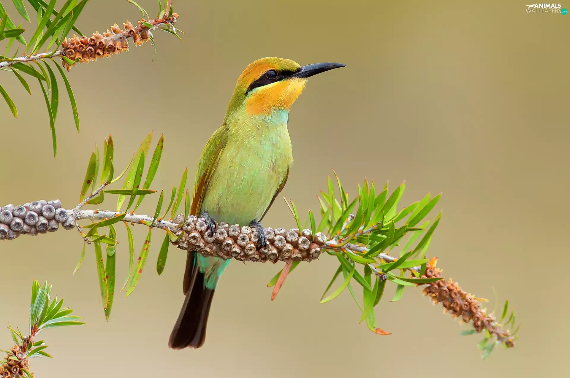 bee-eater, Twigs