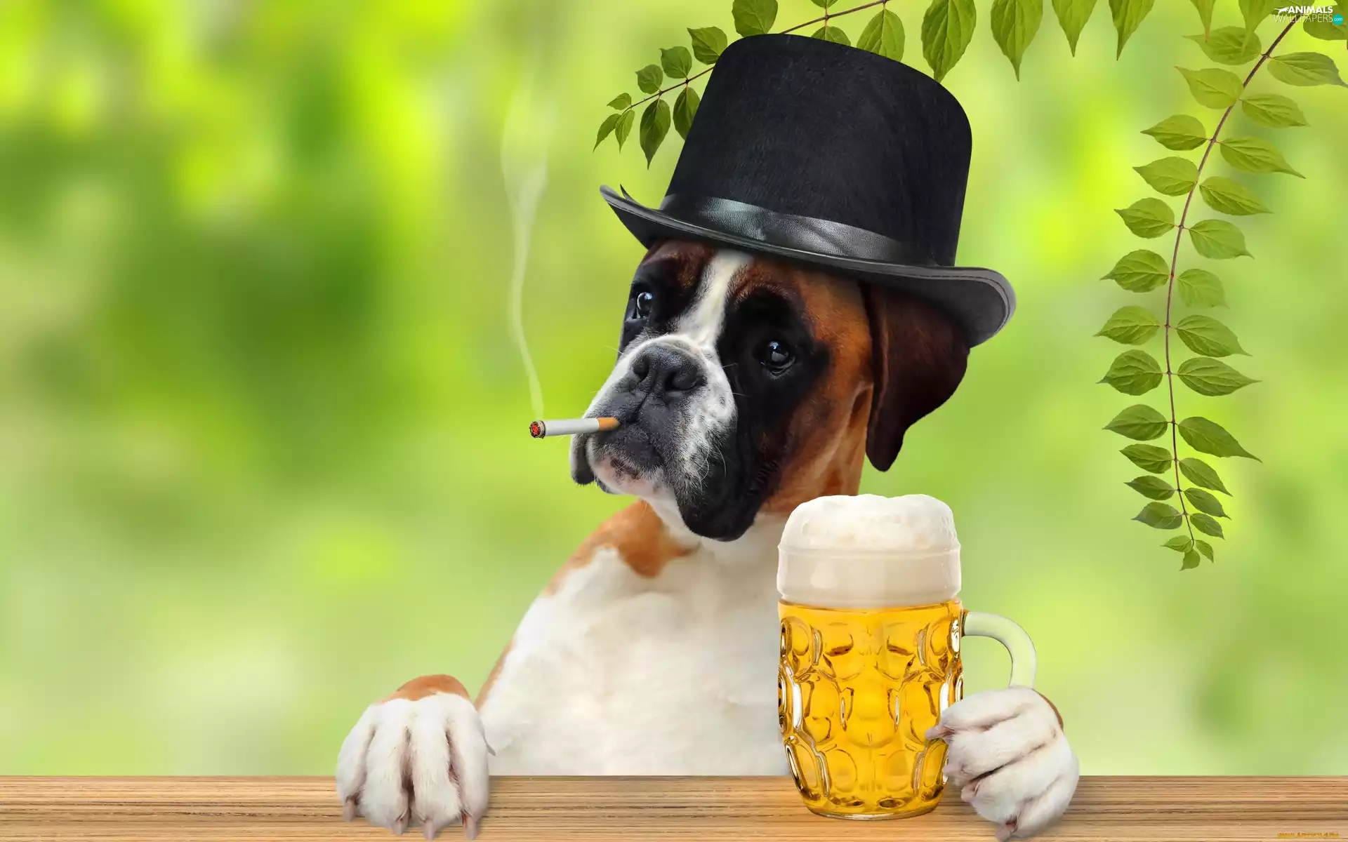 boxer, Cigarette, Hat, Beer
