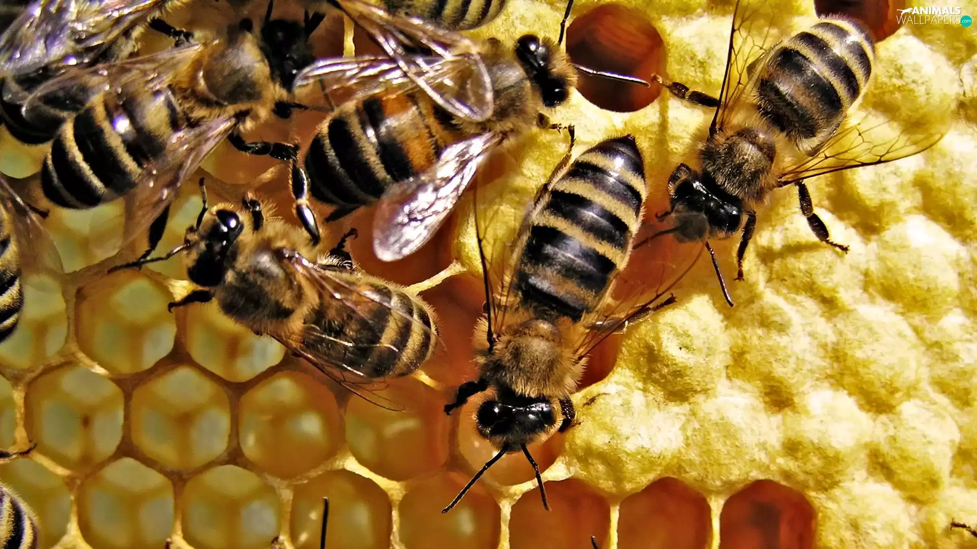 Bees, work