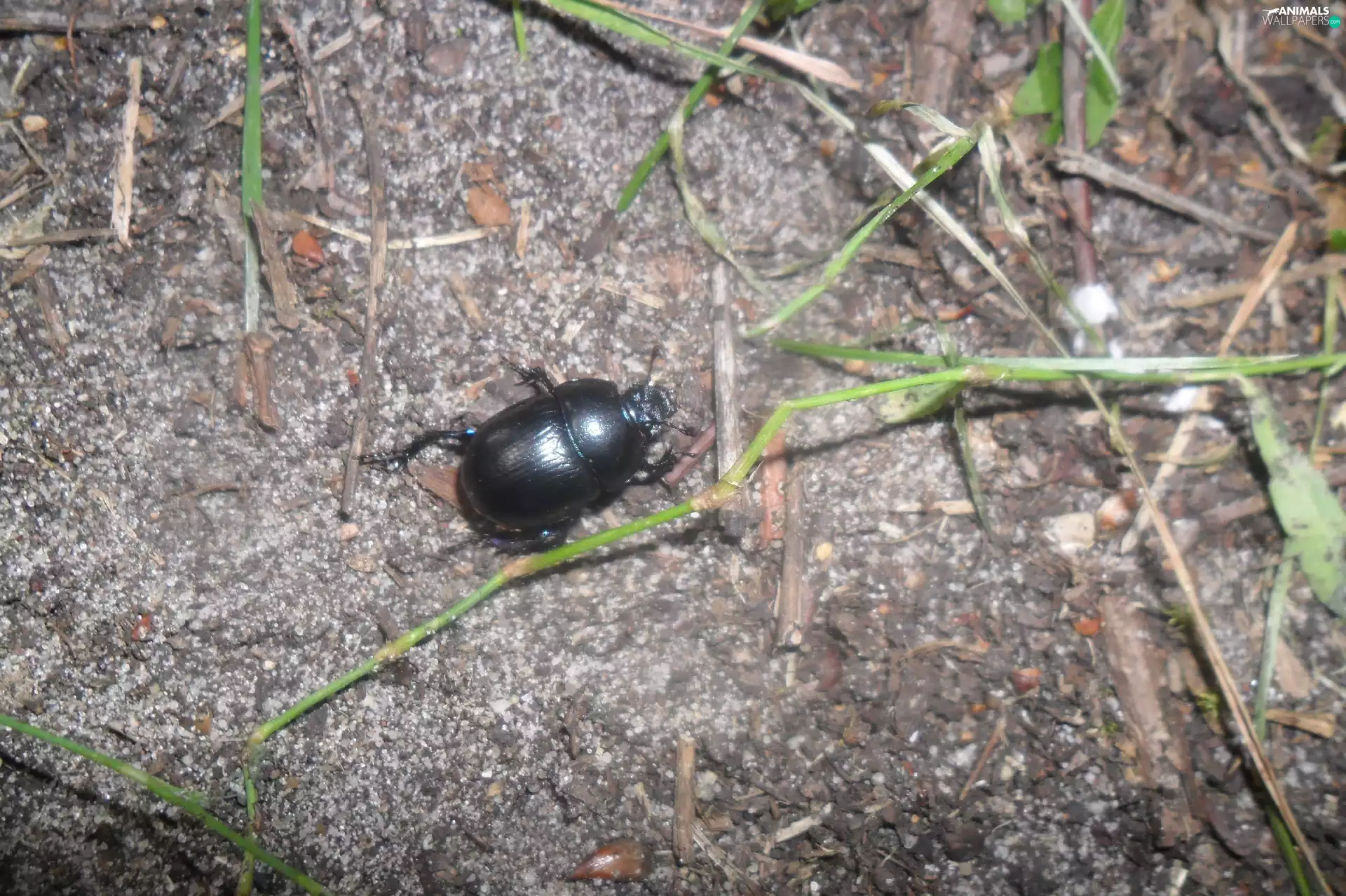 Black, grass, stick, beetle