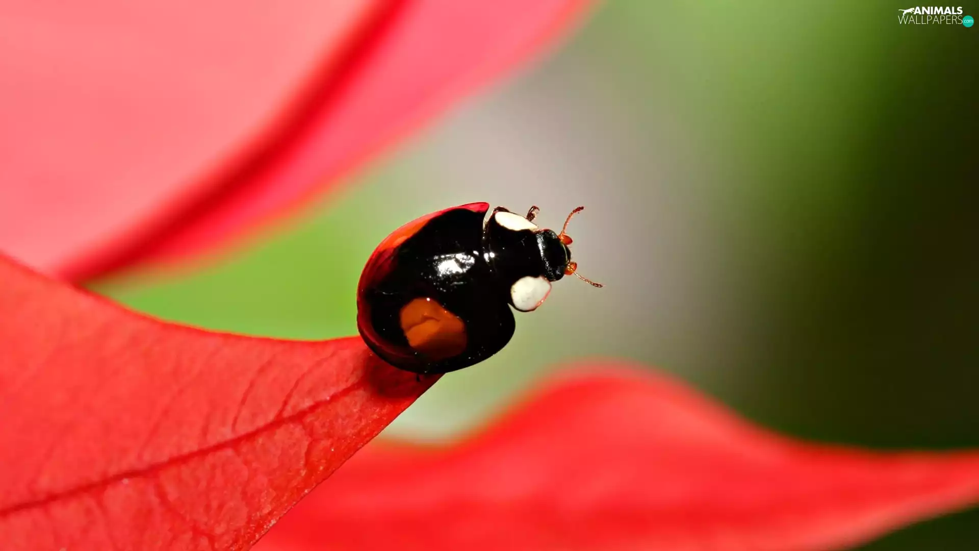 small, Red, leaf, beetle