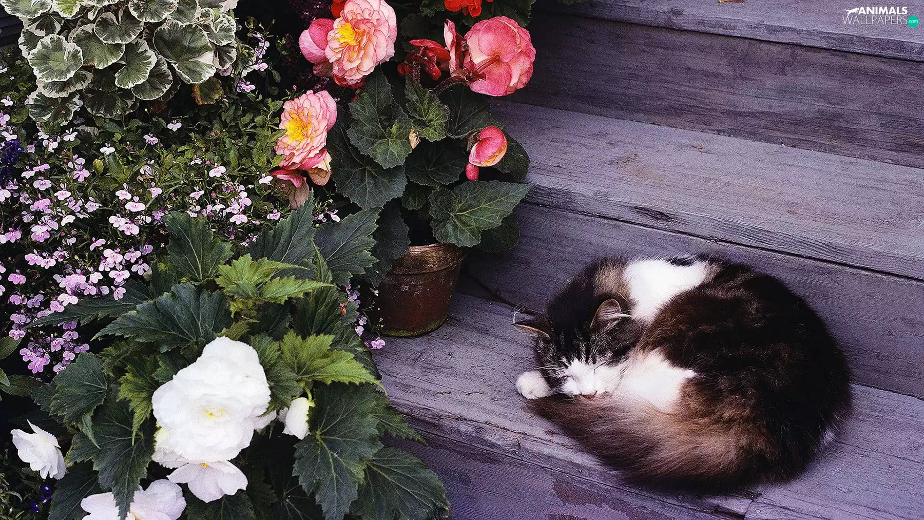 Flowers, begonia, cat, Stairs, sleepy