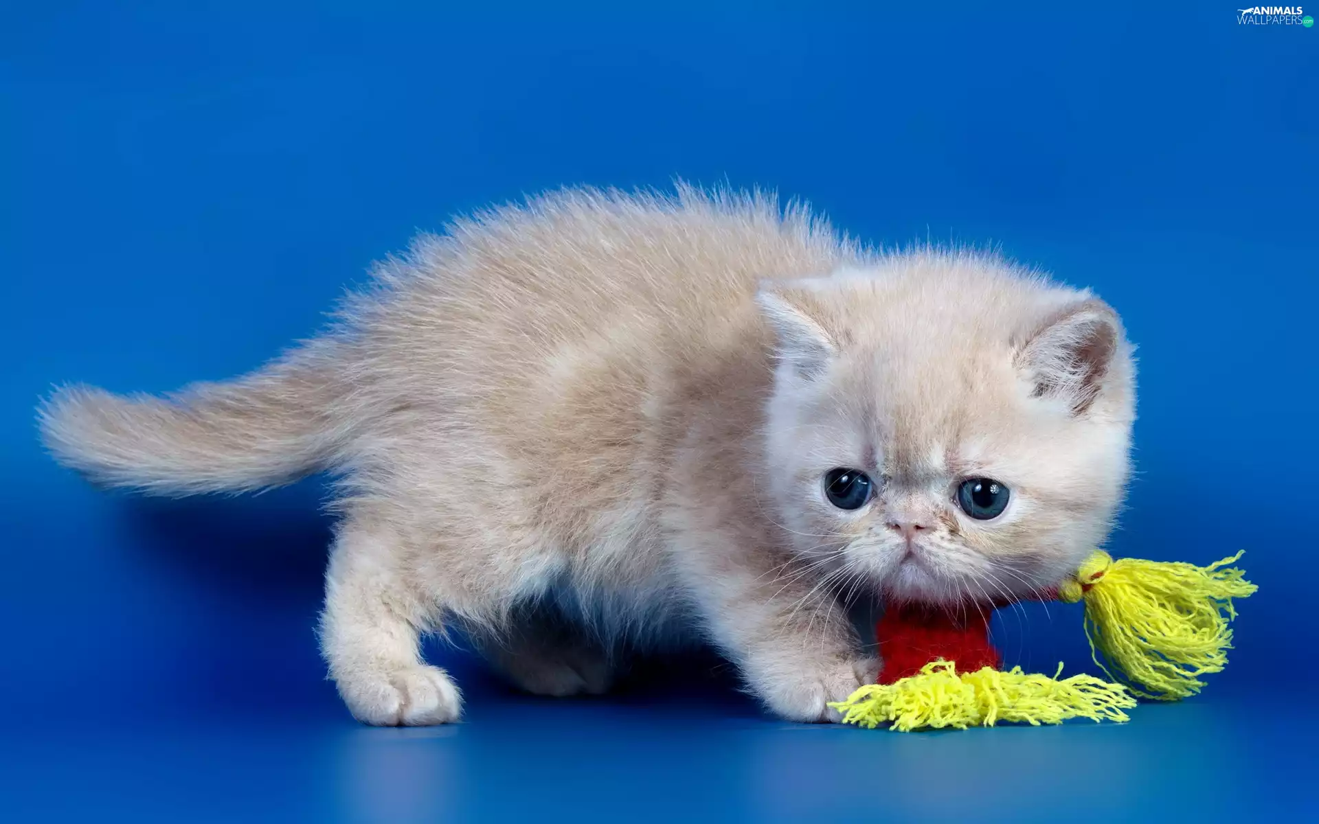 small, cat, toy, beige