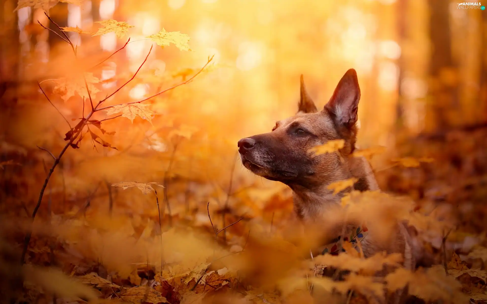 Leaf, dog, Belgian Shepherd Malinois