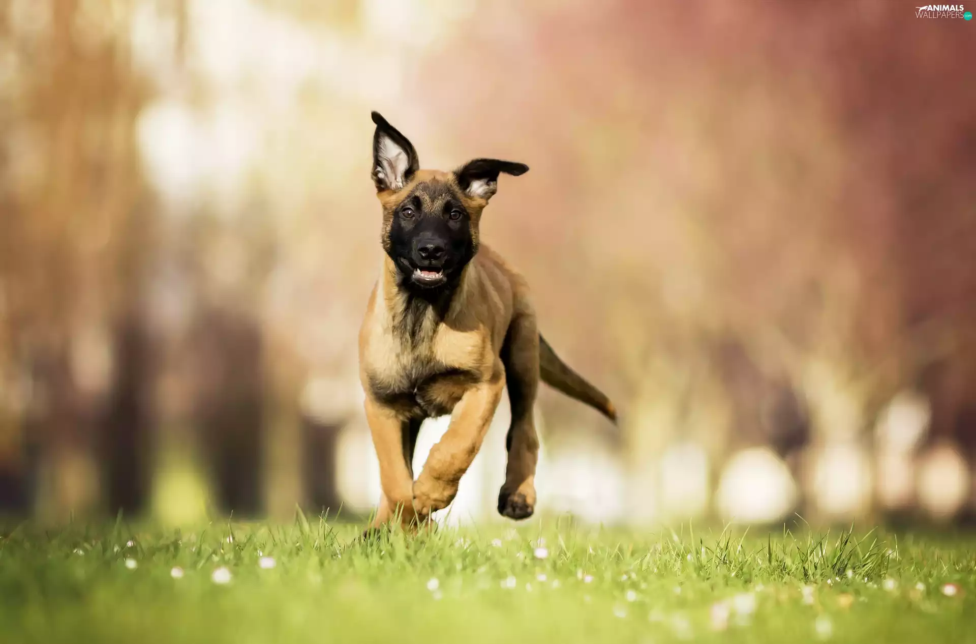 dog, Puppy, gear, Belgian Shepherd Malinois