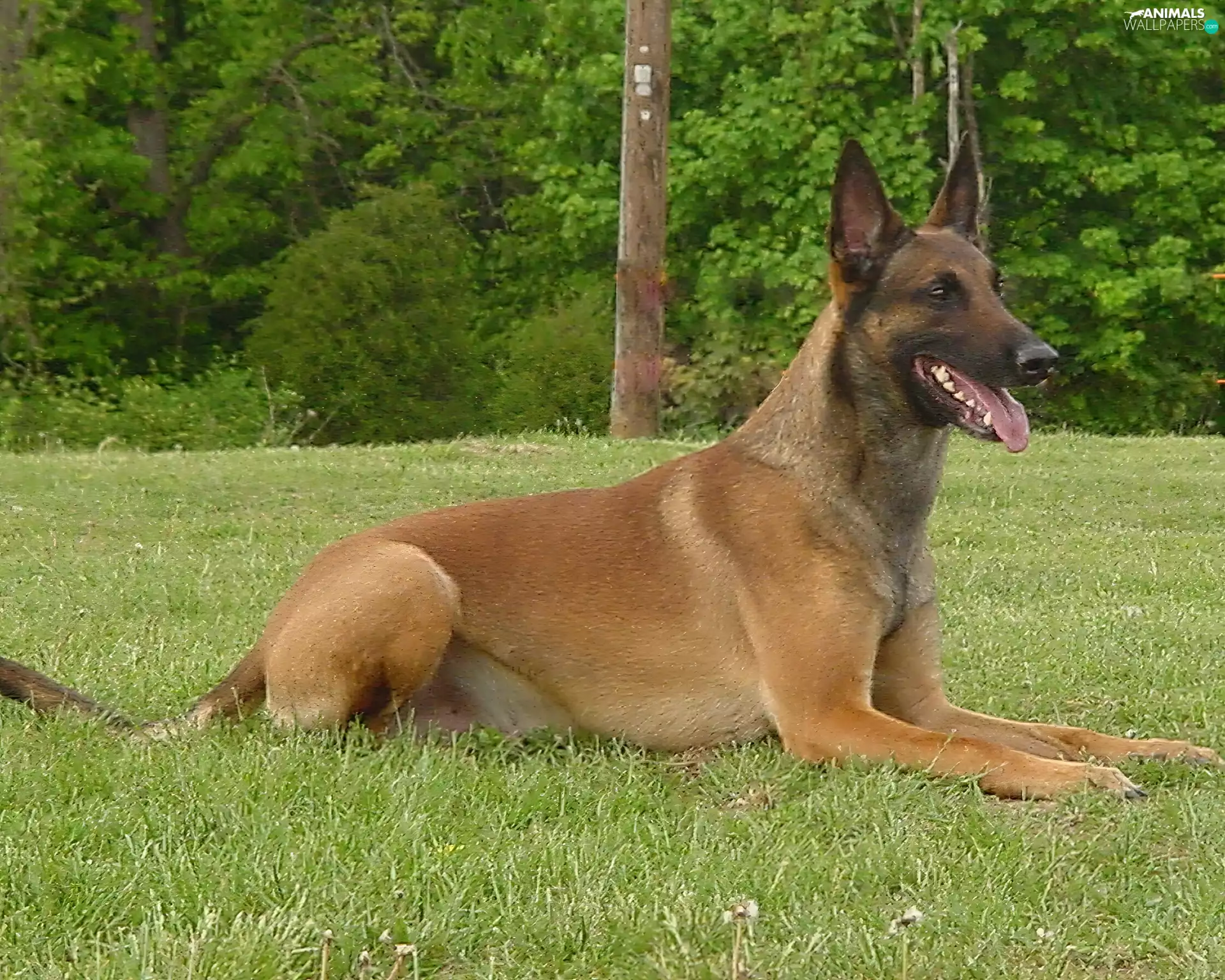 ears, Belgian Shepherd Malinois, posed