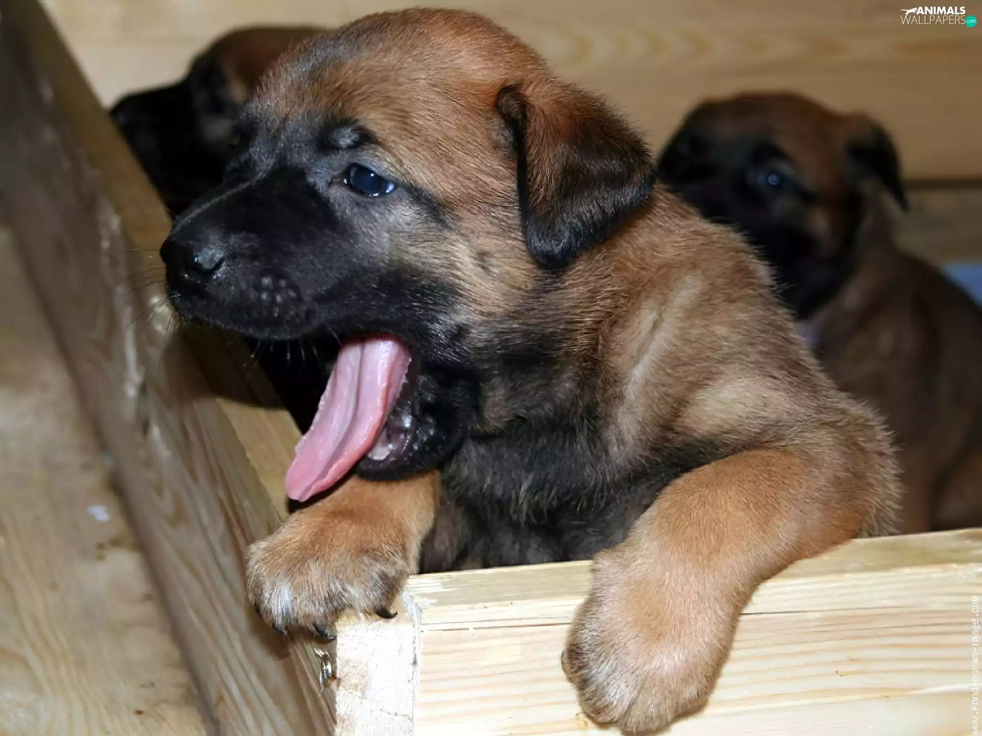 muzzle, Belgian Shepherd Malinois, Sweet