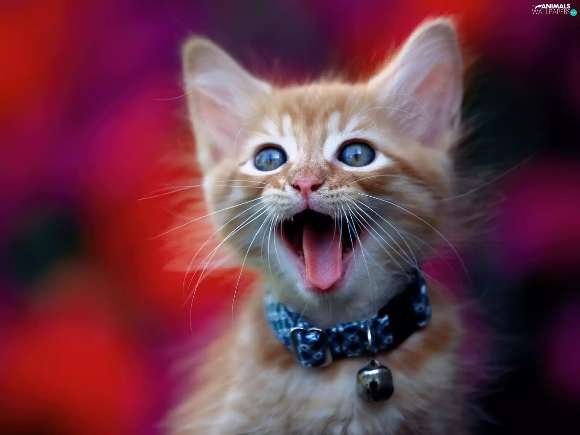 Bell, kitten, torques