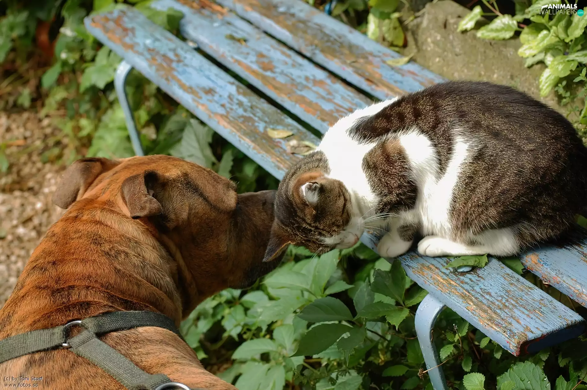 Bench, dog, cat