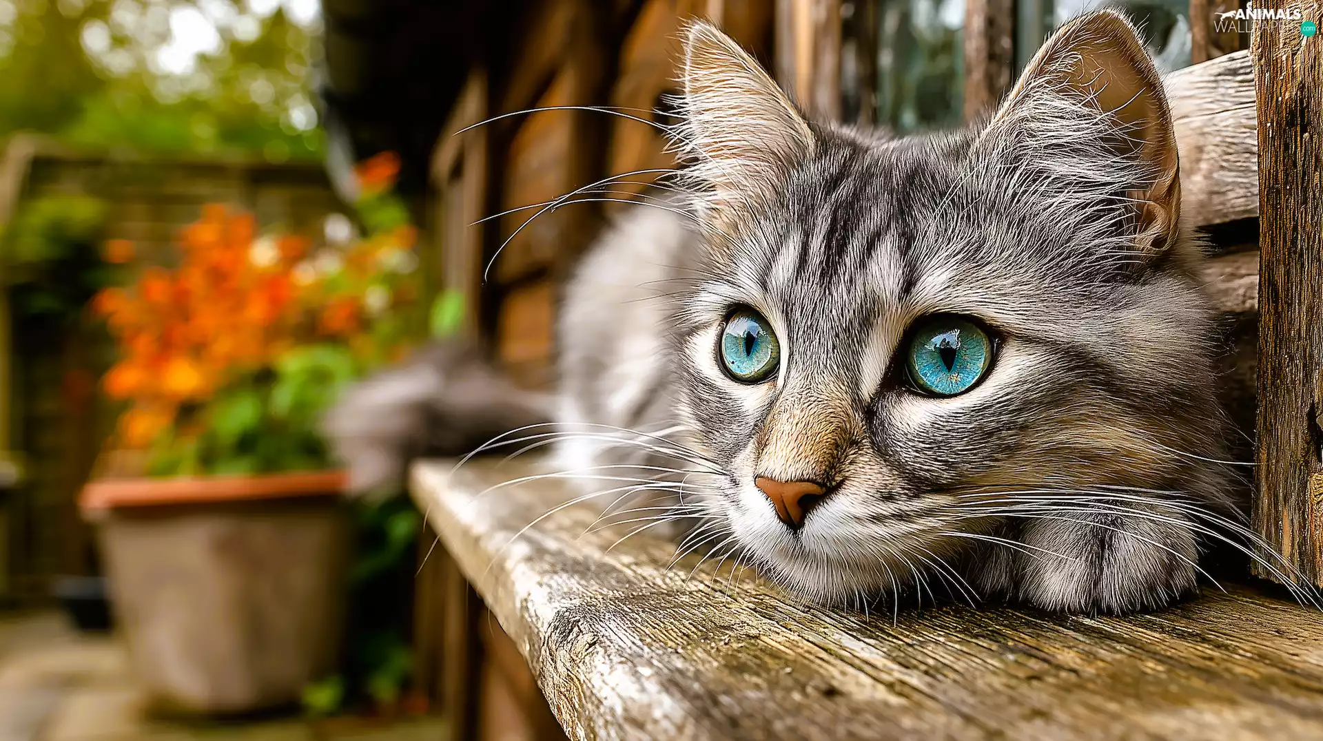 cat, Wooden, graphics, Bench